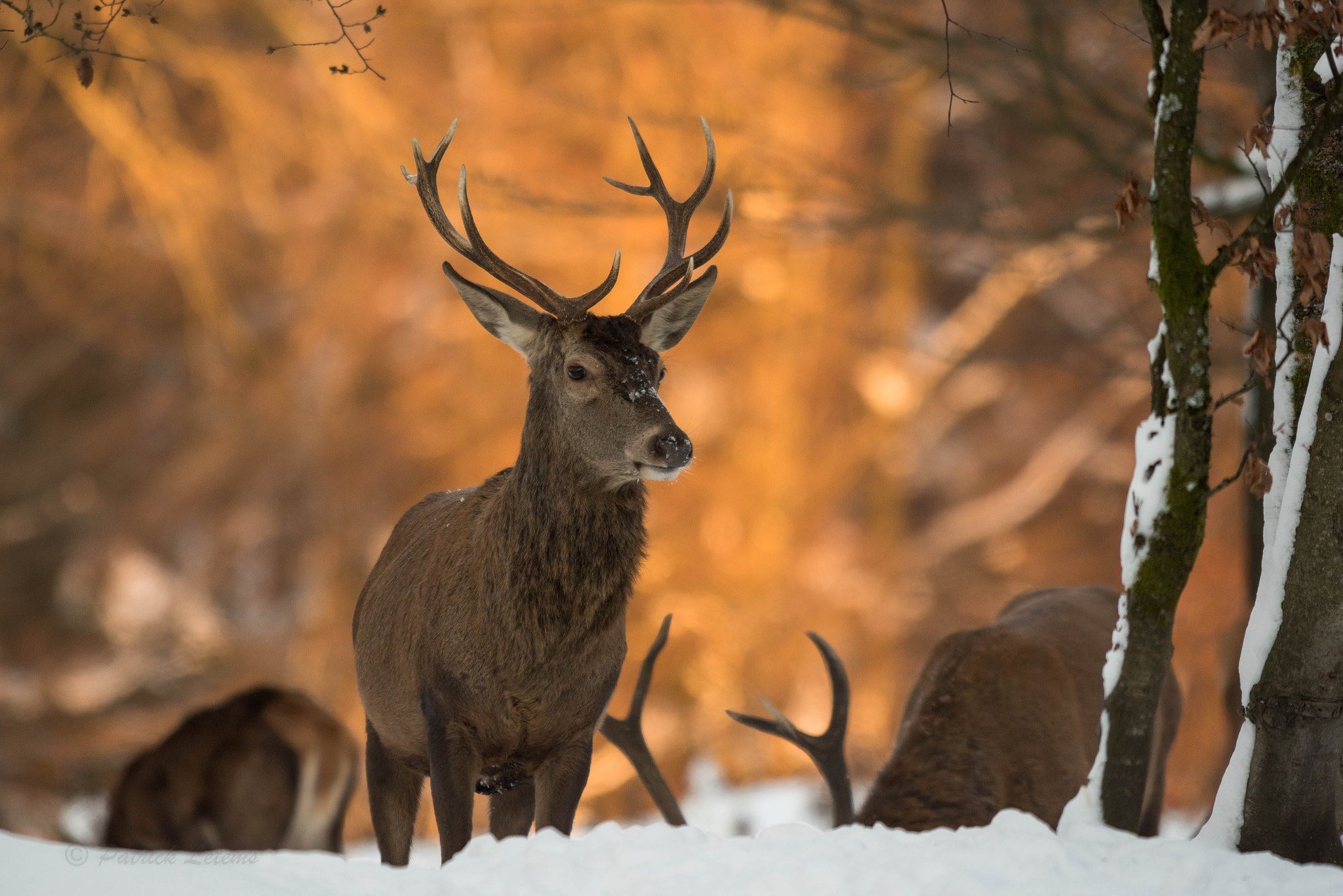 Nikon AF-S Nikkor 300mm F2.8G ED VR II sample photo. Cerf cors au banc photography