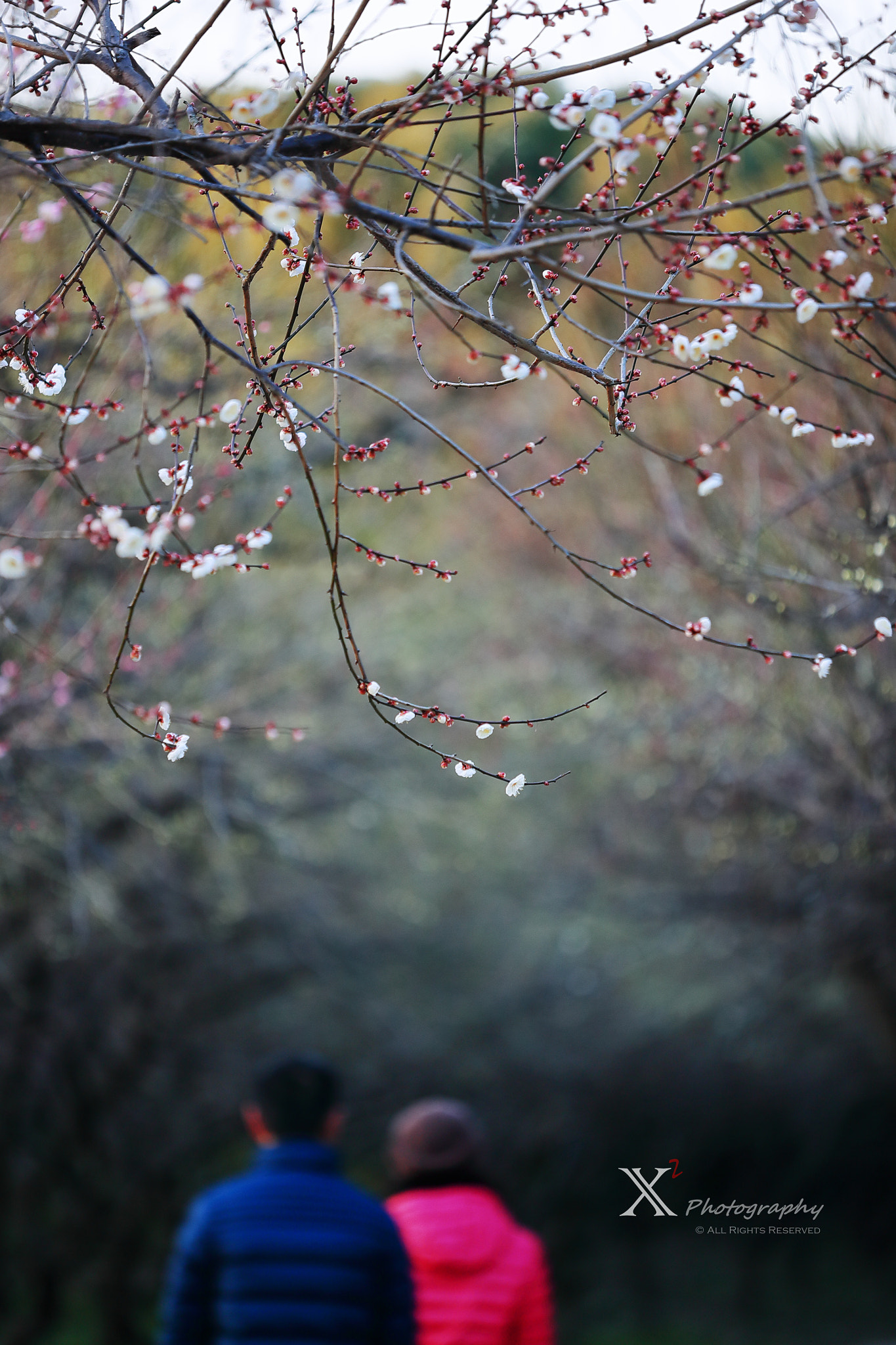 Canon EF 180mm F3.5L Macro USM sample photo. Wintersweet 赏梅 photography