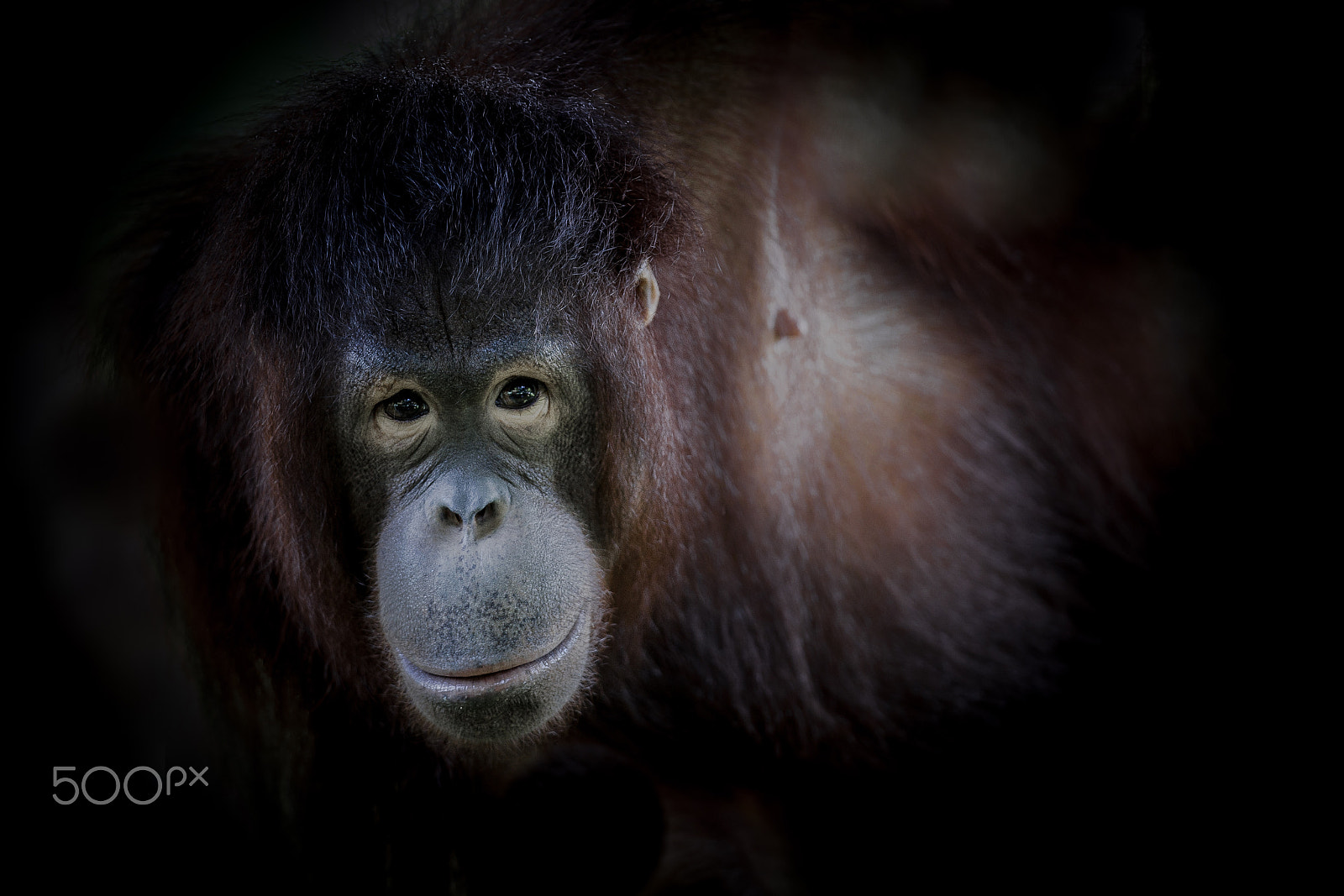 Canon EF 300mm F2.8L IS II USM sample photo. Jungle people photography