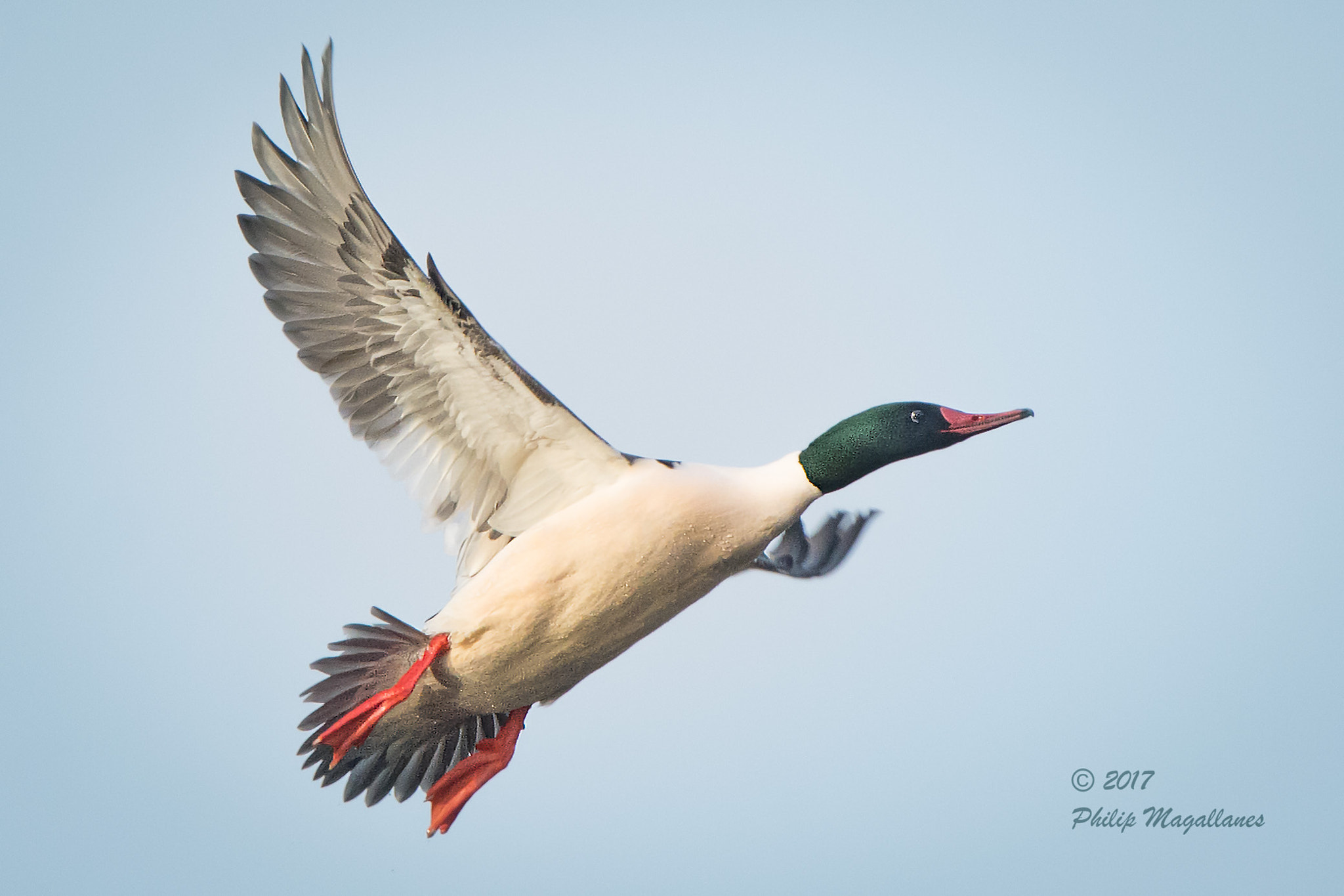Nikon Nikkor AF-S 300mm F4E PF ED VR sample photo. Common merganser in flight photography