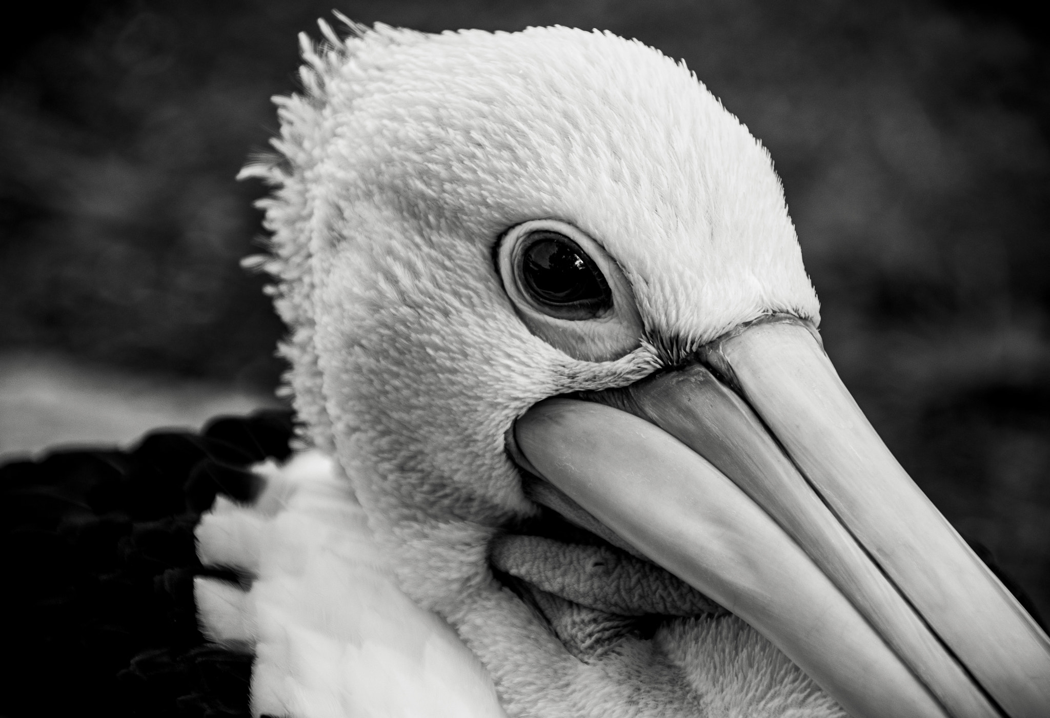 Sigma 18-250mm F3.5-6.3 DC Macro OS HSM sample photo. Pelican photography