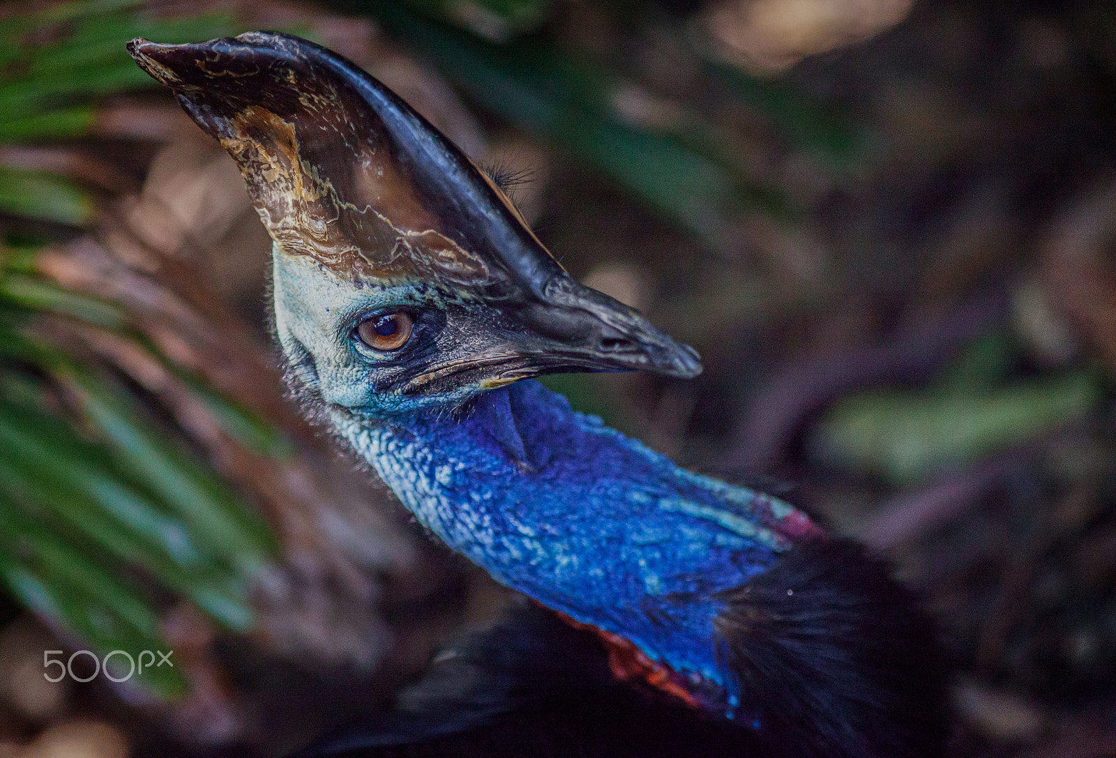 Canon EOS 5D Mark II + Canon EF 300mm F4L IS USM sample photo. Cassowary 2 photography