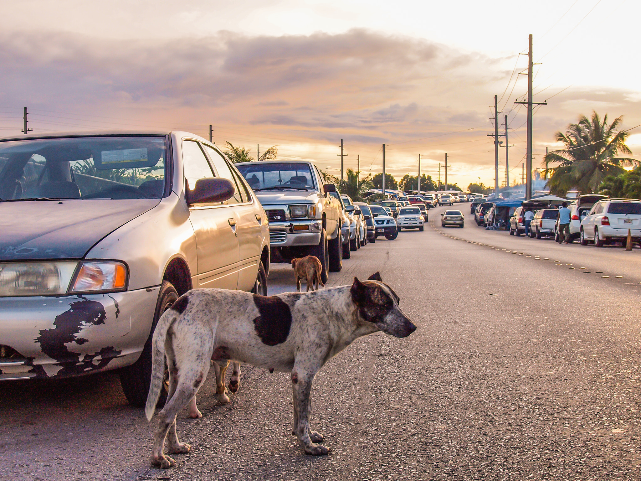 Olympus Zuiko Digital 14-45mm F3.5-5.6 sample photo. Stray dog photography