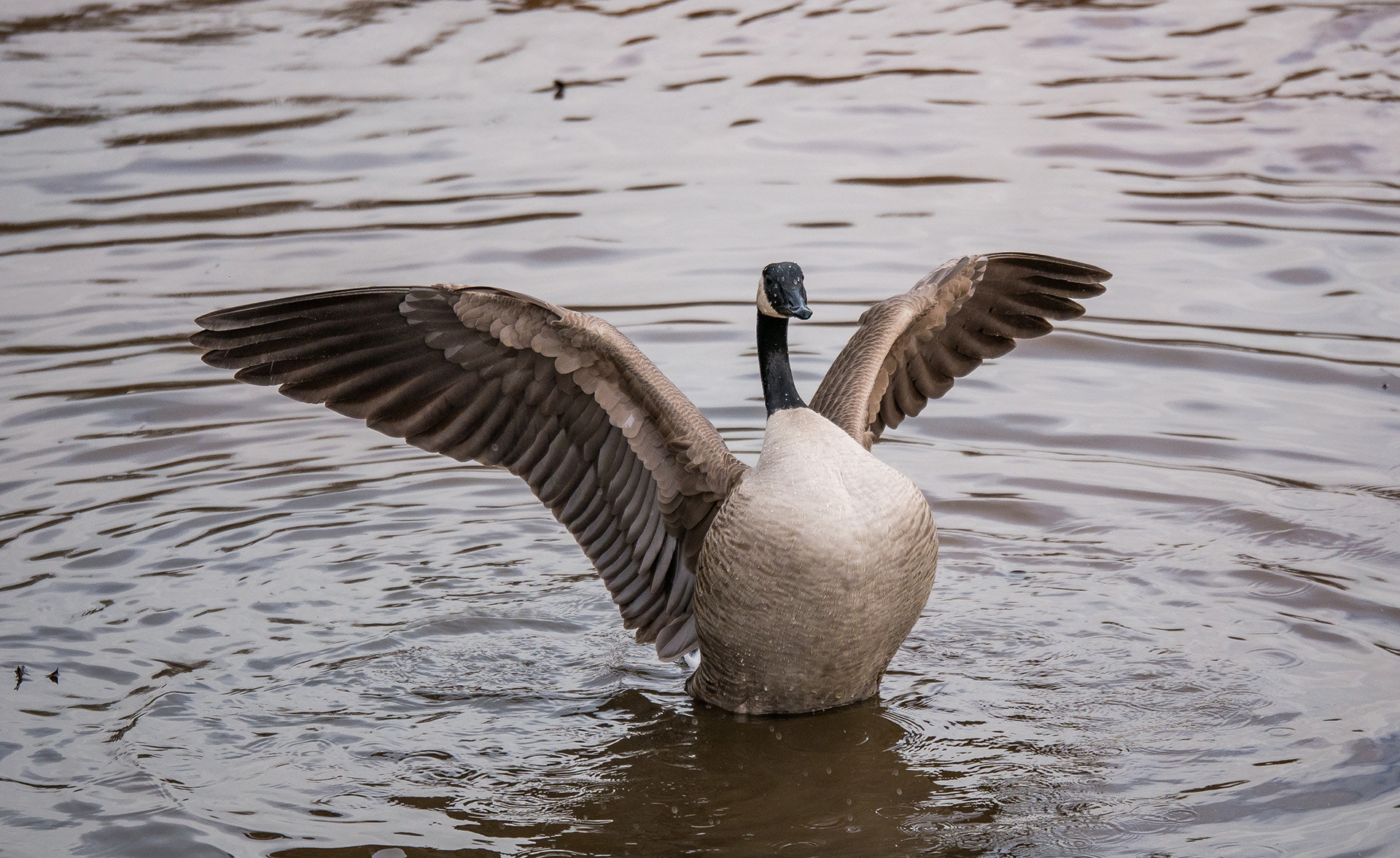 Panasonic Lumix G X Vario 35-100mm F2.8 OIS sample photo. Big chest photography