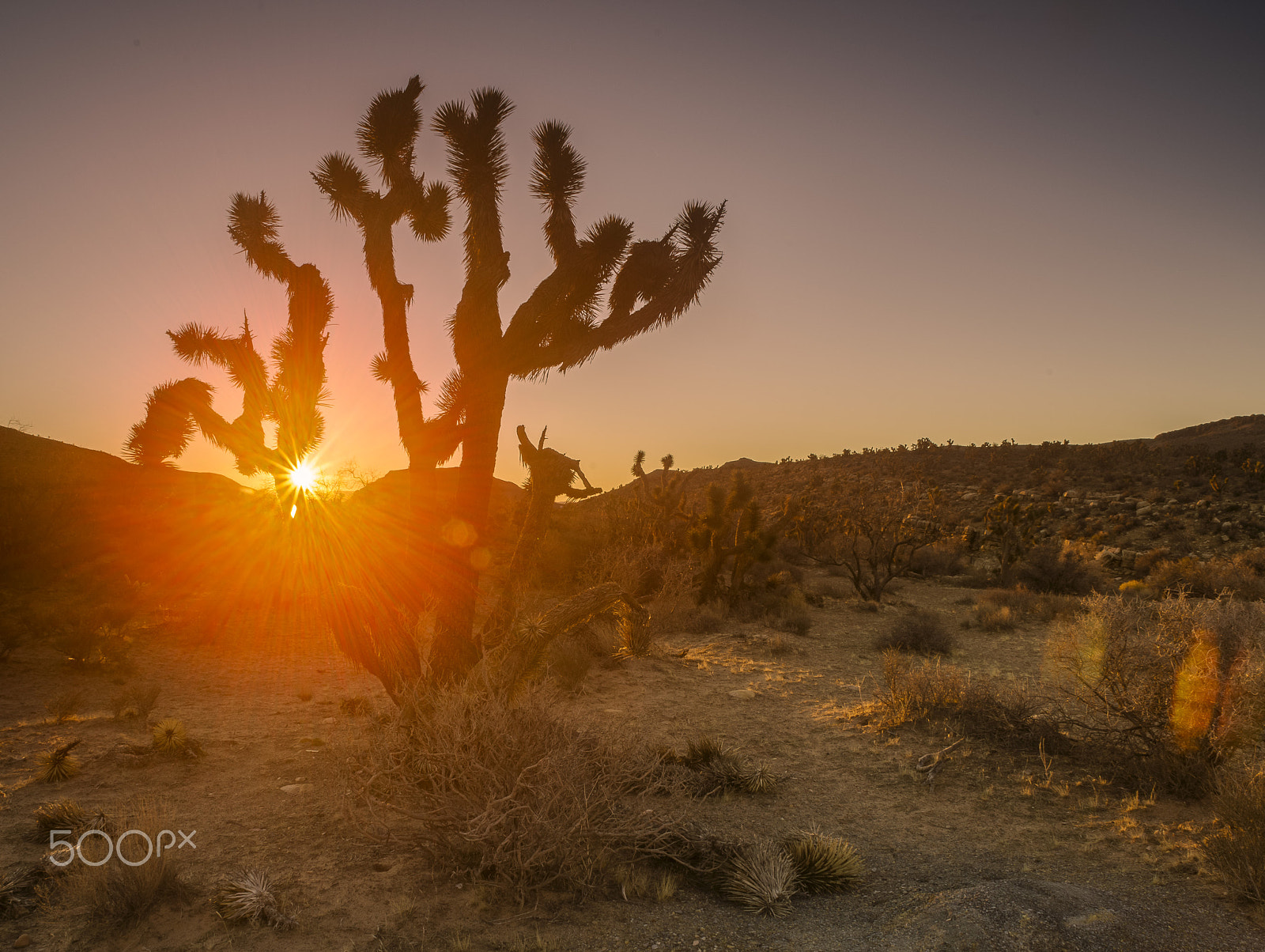 Nikon D800 sample photo. Joshua sunrise photography