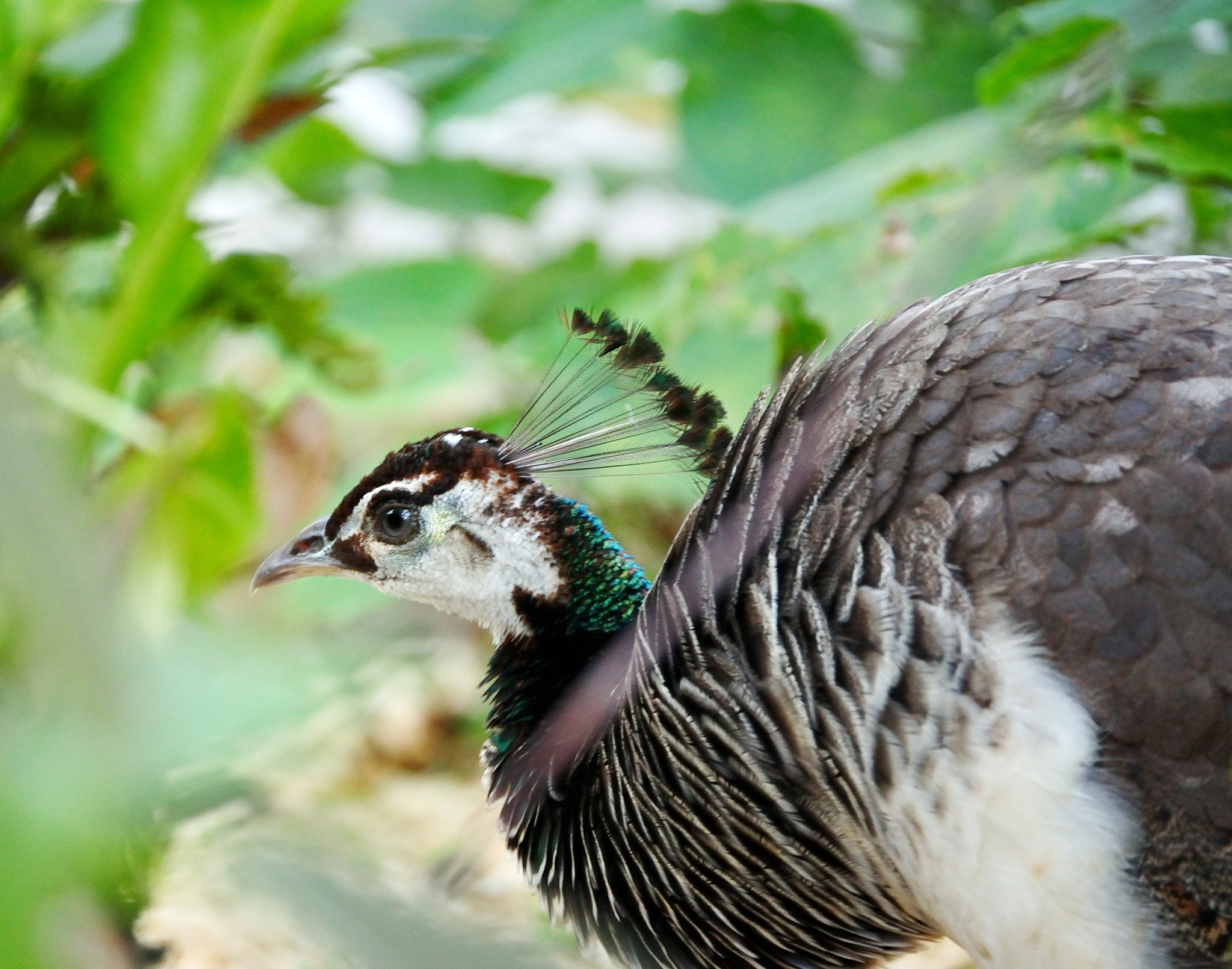 Nikon D5000 sample photo. Female peacock photography