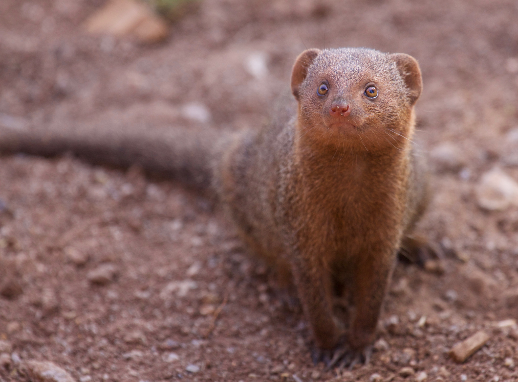 Canon EF 100-400mm F4.5-5.6L IS USM sample photo. Dwarf mongoose photography