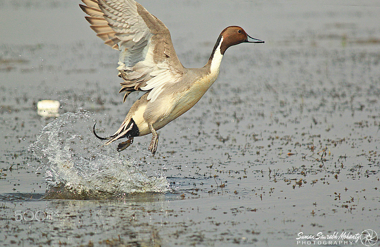 Canon EF-S 55-250mm F4-5.6 IS sample photo. Northern pintail in flight photography