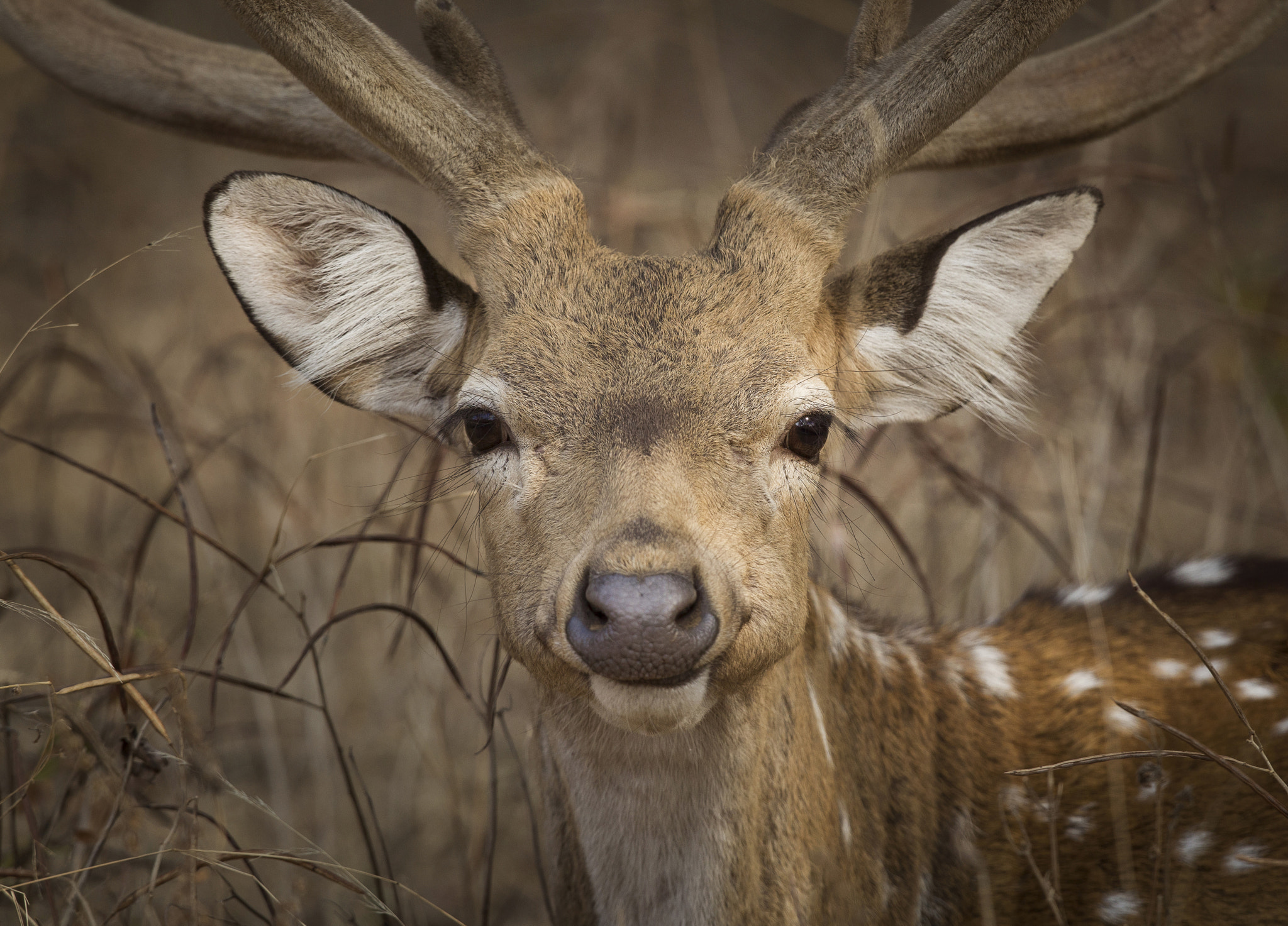 Canon EF 400mm F2.8L IS USM sample photo. Stare down photography