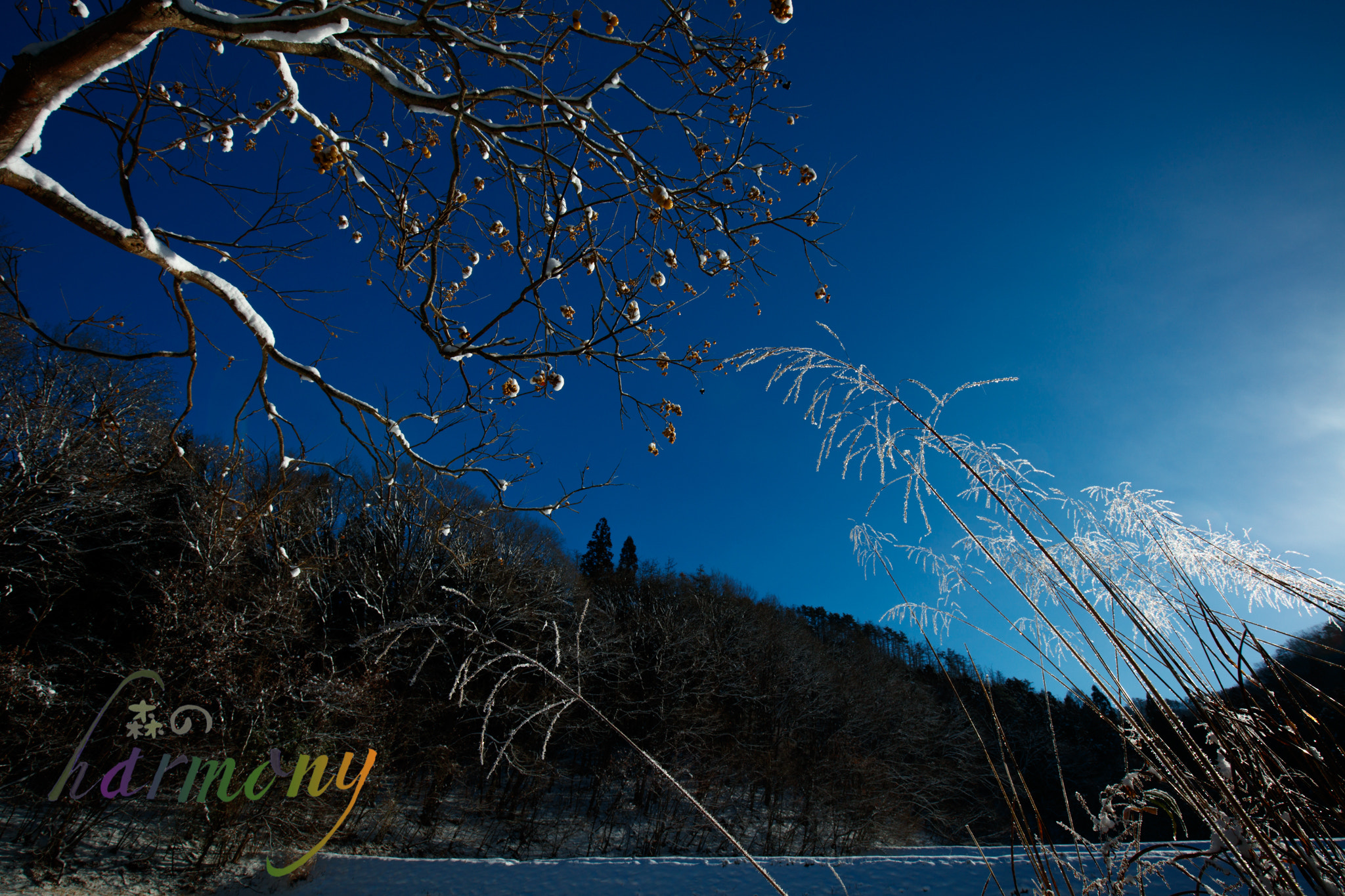 Canon EF 16-35mm F4L IS USM sample photo. Shining pampas-grass in the morning photography