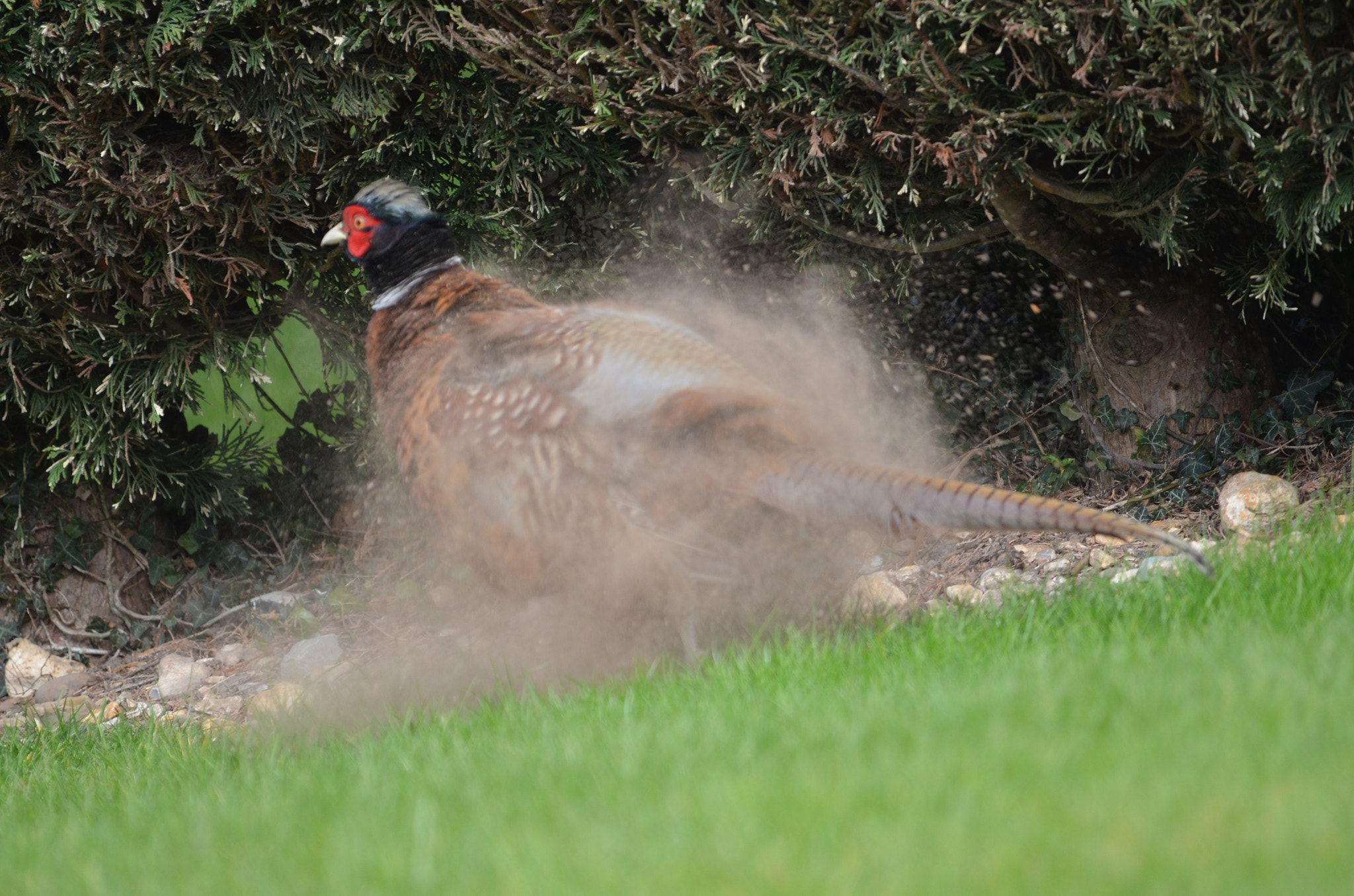 Sigma 150-500mm F5-6.3 DG OS HSM sample photo. Dust bath! photography
