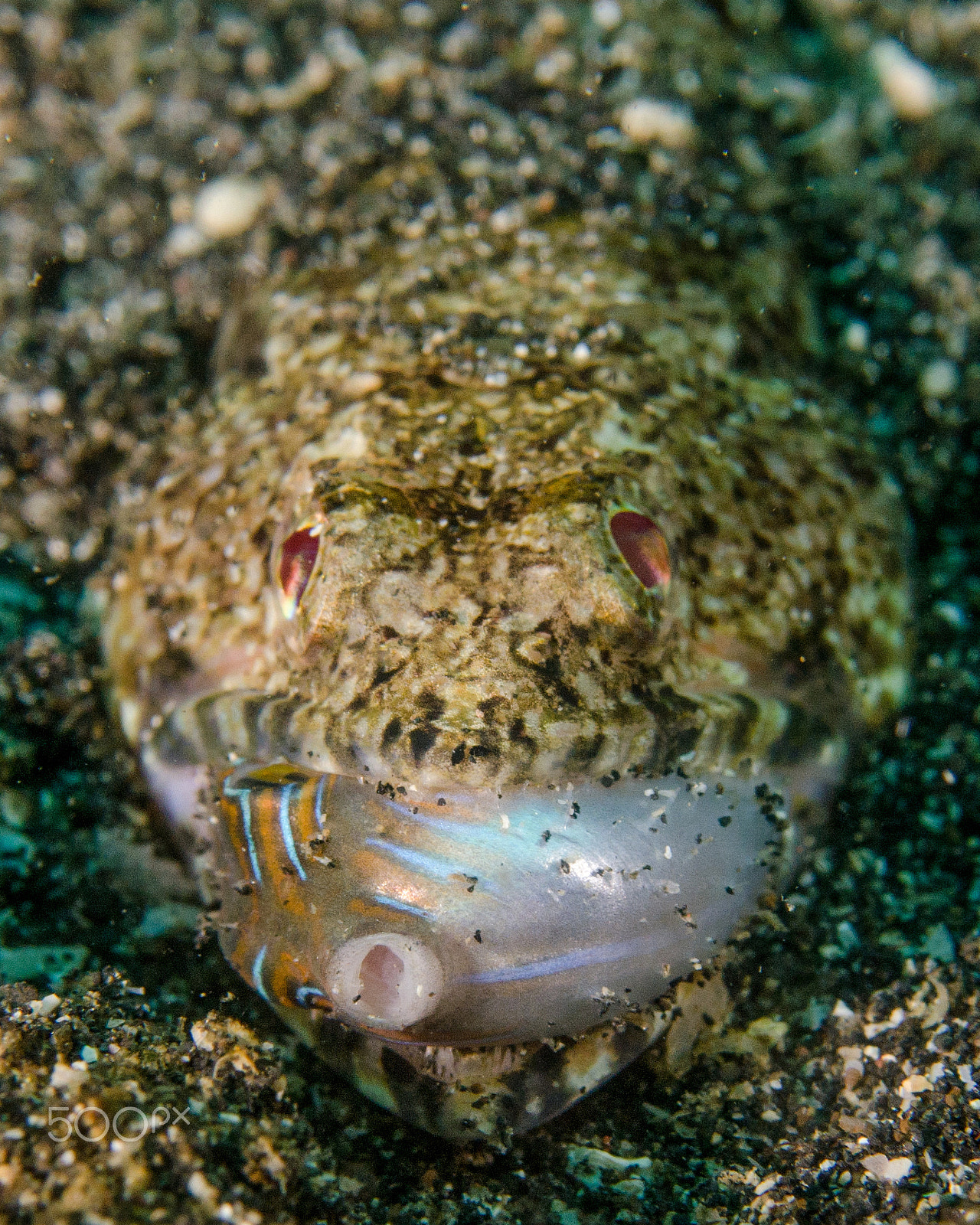 Nikon AF-S Micro-Nikkor 60mm F2.8G ED sample photo. Feeding lizardfish photography