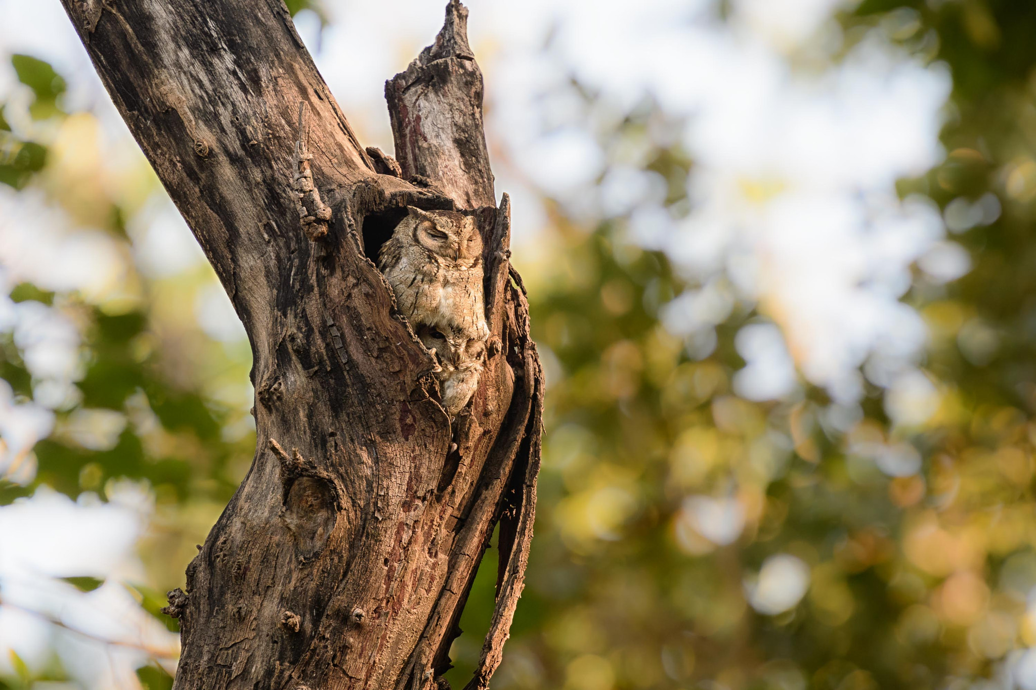 Nikon D500 sample photo. Indian scops owl photography