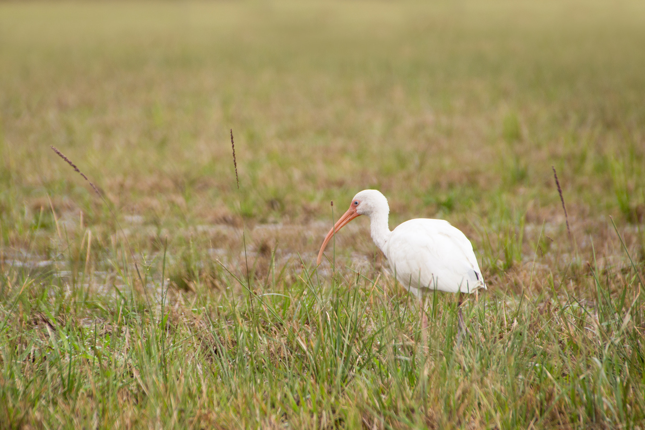 Sigma 18-250mm F3.5-6.3 DC OS HSM sample photo. Buffet photography