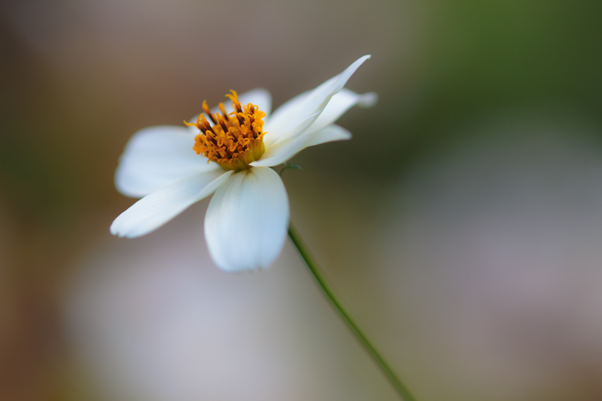 Sigma 105mm F2.8 EX DG OS HSM sample photo. Nature  photography