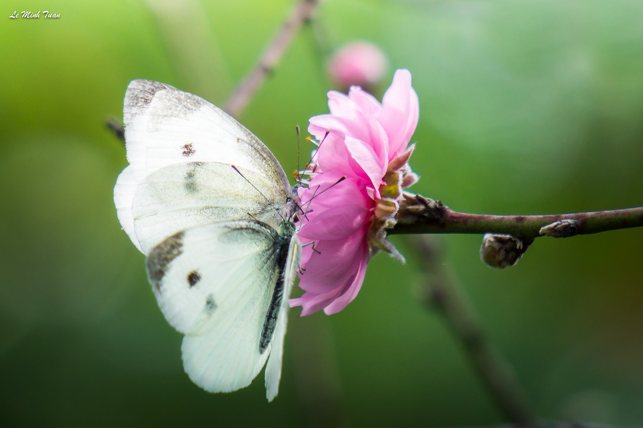 Sony Alpha NEX-7 + Sony E 55-210mm F4.5-6.3 OSS sample photo. Two butterflies on peach blossom photography