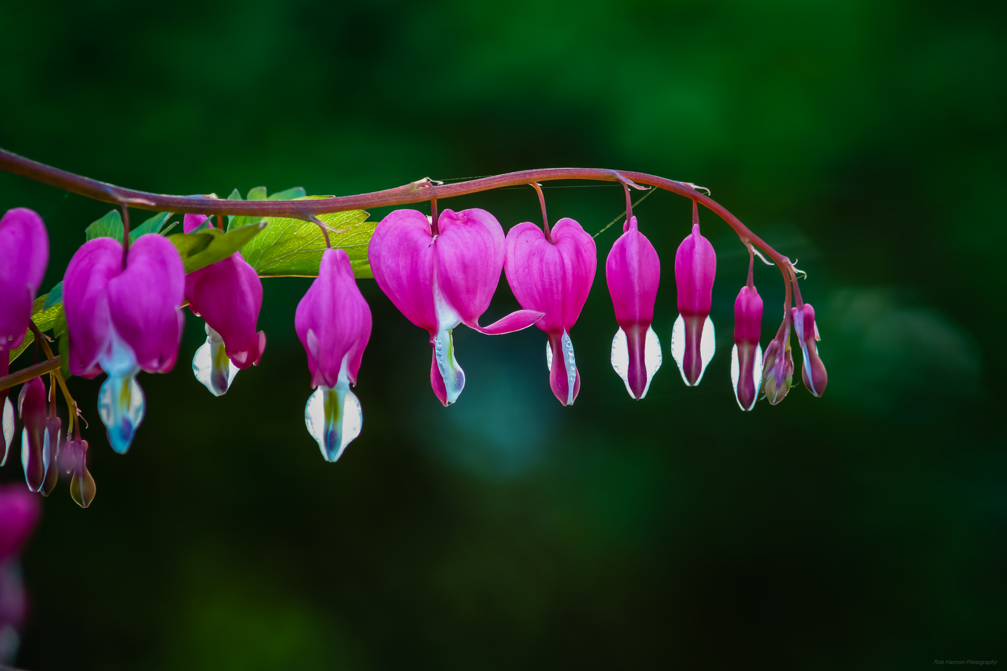 Sony SLT-A77 + Minolta AF 70-210mm F4 Macro sample photo. Bleeding hearts photography