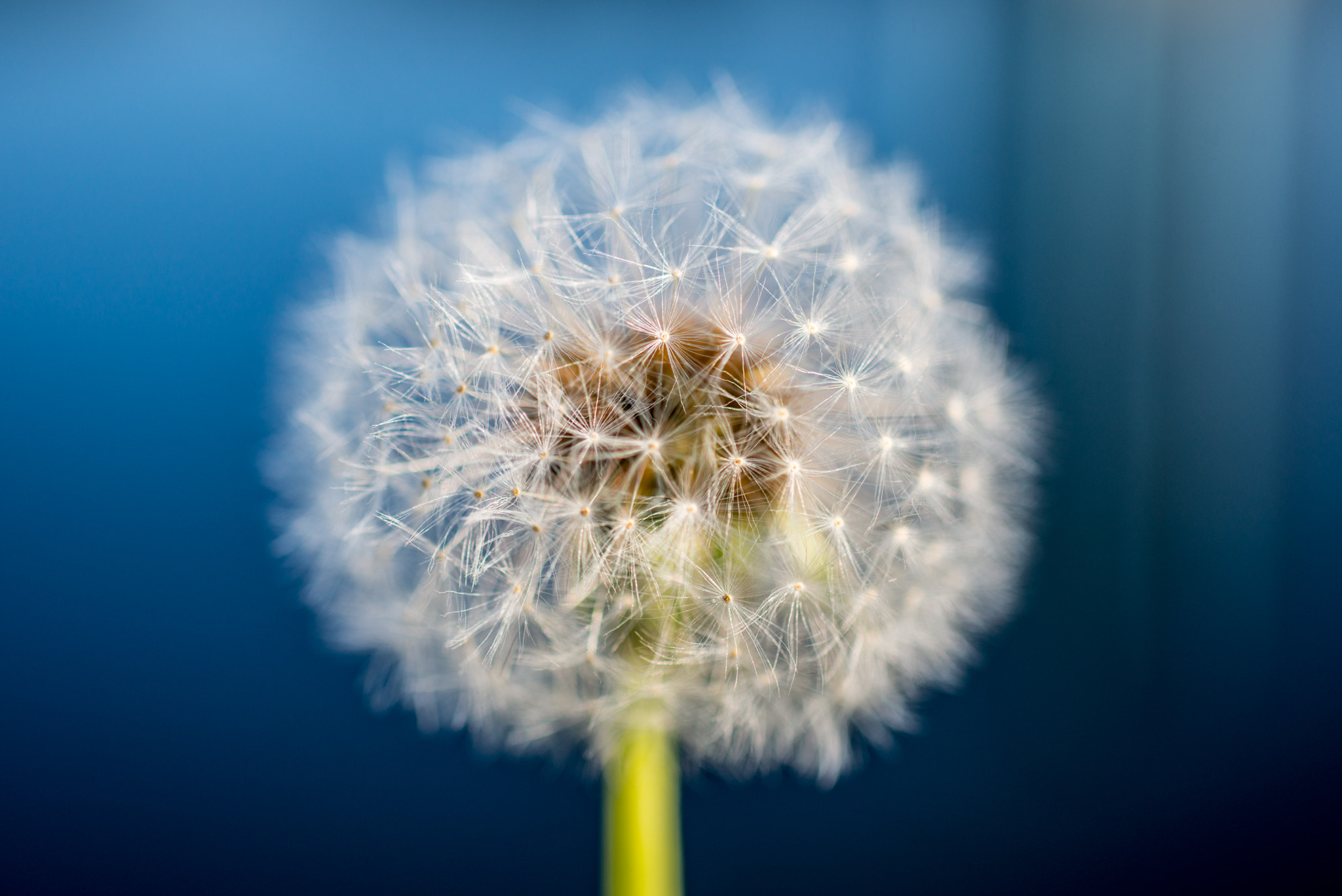 Nikon D800 + Sigma 50mm F2.8 EX DG Macro sample photo. Dandelion photography