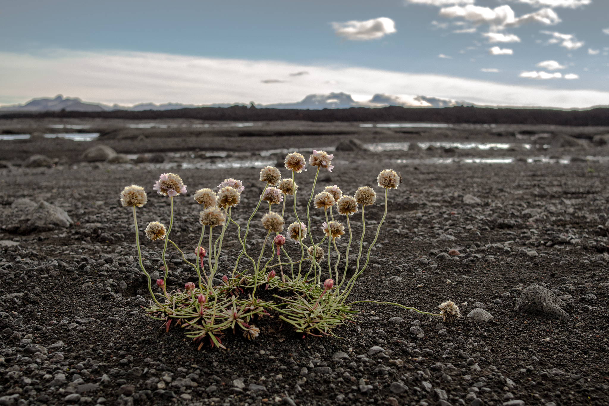 Olympus OM-D E-M10 sample photo. Flowers in askja photography