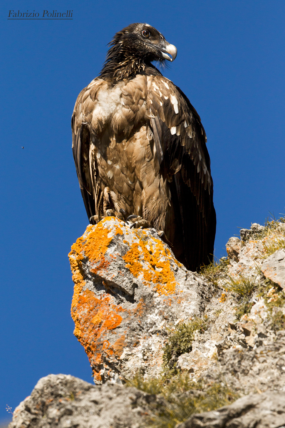 Canon EF 500mm F4L IS II USM sample photo. Gjpaetus barbutus photography