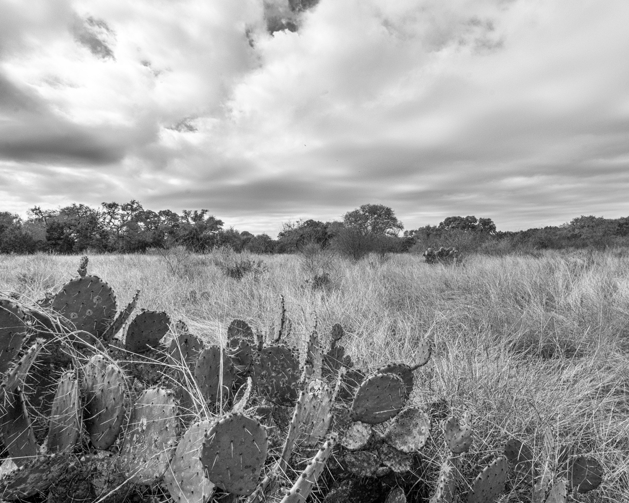 Canon EOS 600D (Rebel EOS T3i / EOS Kiss X5) sample photo. Wave of cactus photography