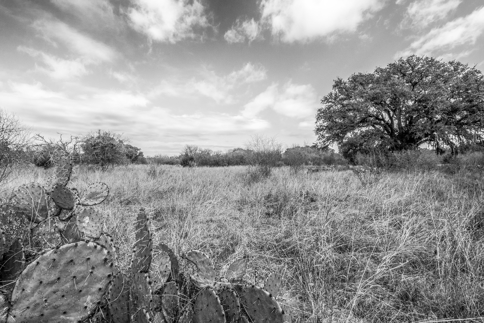 Canon EOS 600D (Rebel EOS T3i / EOS Kiss X5) sample photo. From behind the cactus patch photography