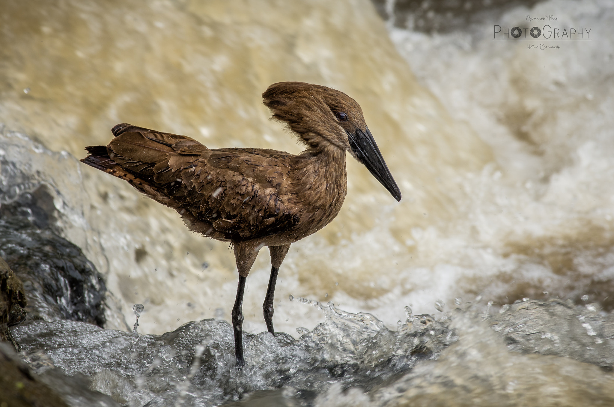 Pentax smc DA* 300mm F4.0 ED (IF) SDM sample photo. Hammerhead photography