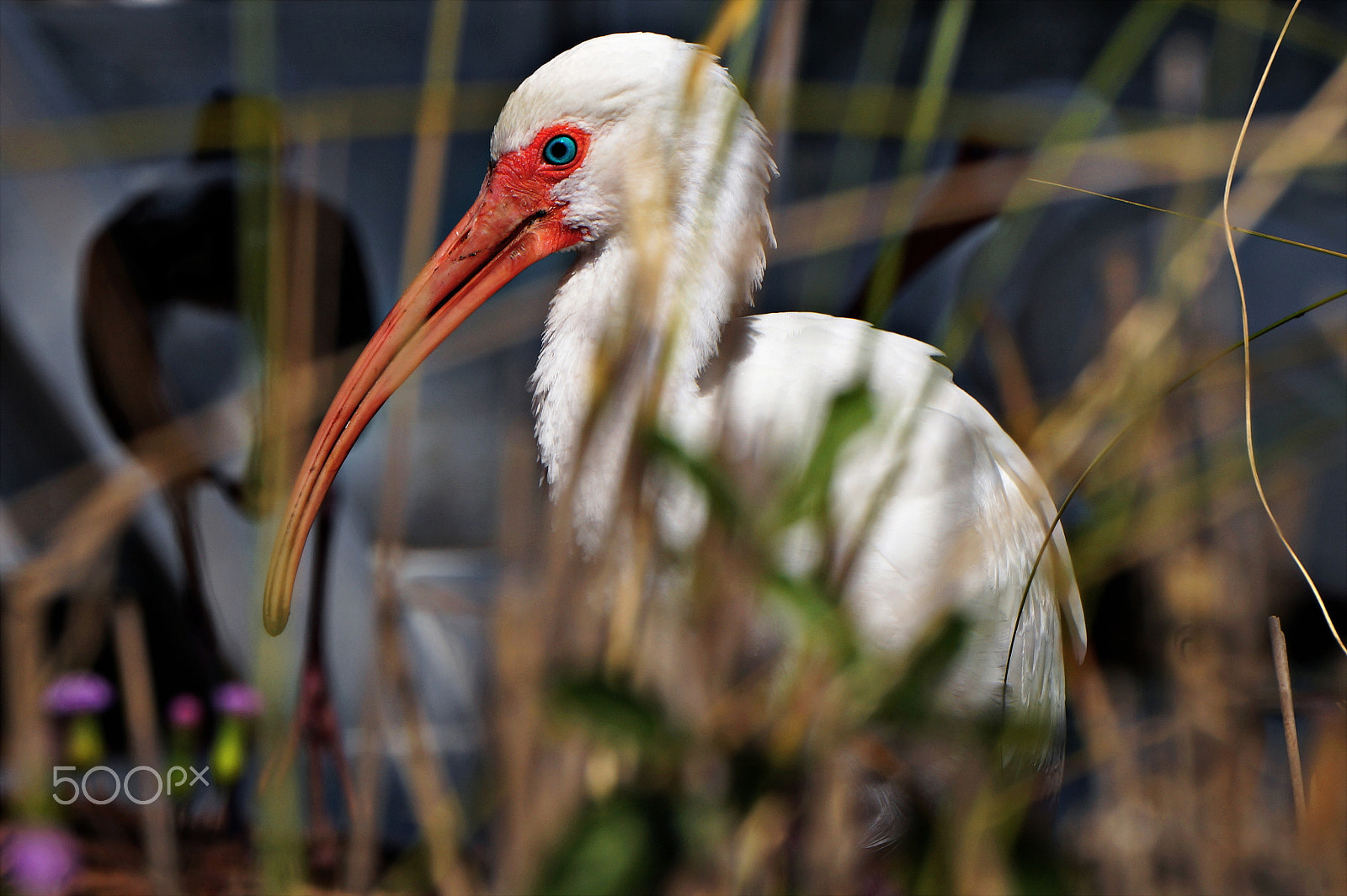 Sony Alpha a3000 sample photo. Three ibis photography