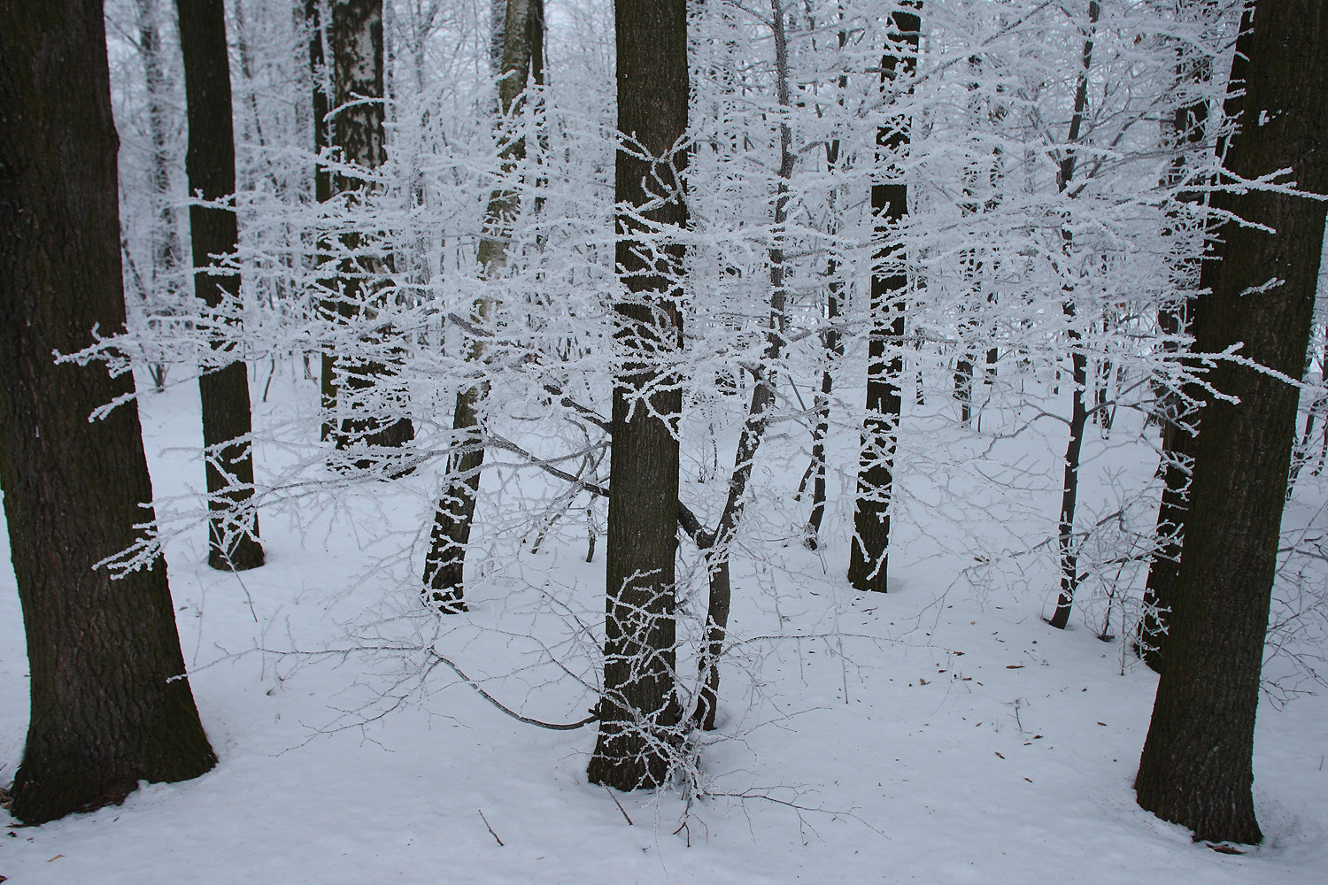 Canon EOS-1D Mark III sample photo. A young tree in a snowy forest photography