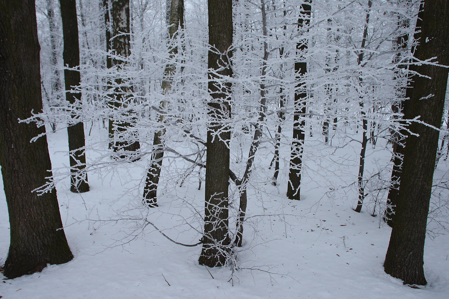 Canon EOS-1D Mark III + Canon EF 20mm F2.8 USM sample photo. A young tree in a snowy forest photography