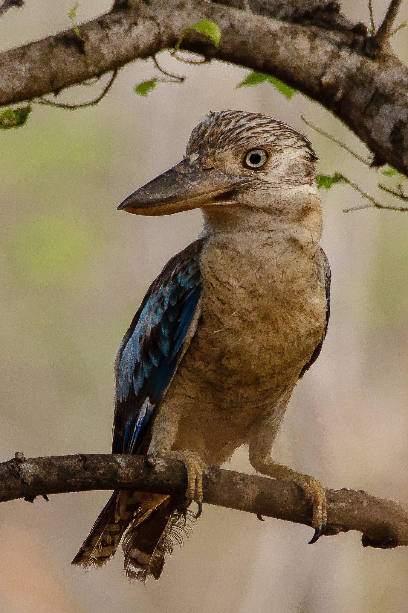 150-600mm F5-6.3 DG OS HSM | Contemporary 015 sample photo. Australia - broome - blue winged kookaburra photography