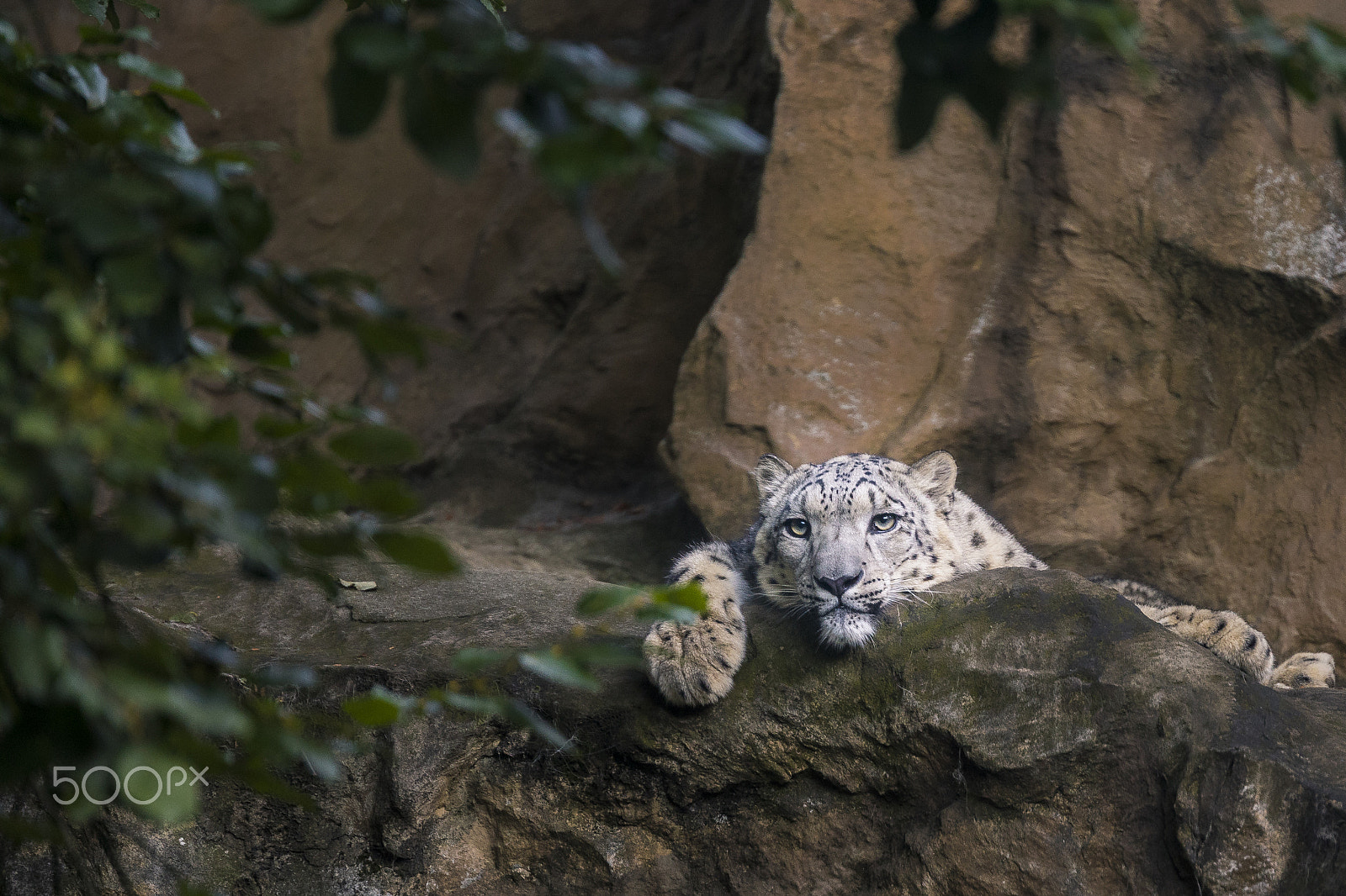 Tamron SP 70-200mm F2.8 Di VC USD sample photo. Relaxing snow leopard photography