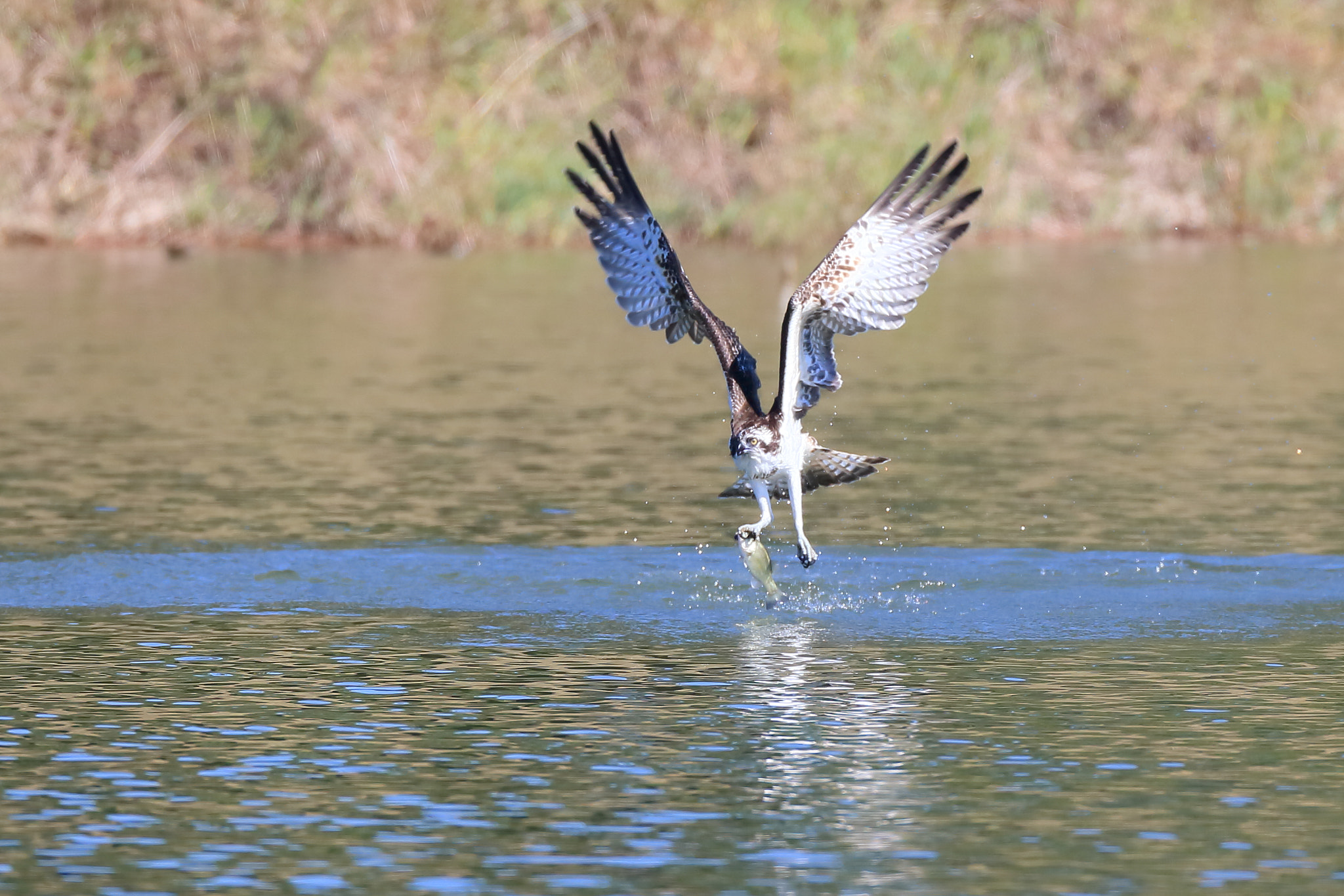 Canon EF 800mm F5.6L IS USM sample photo. ミサゴ osprey photography