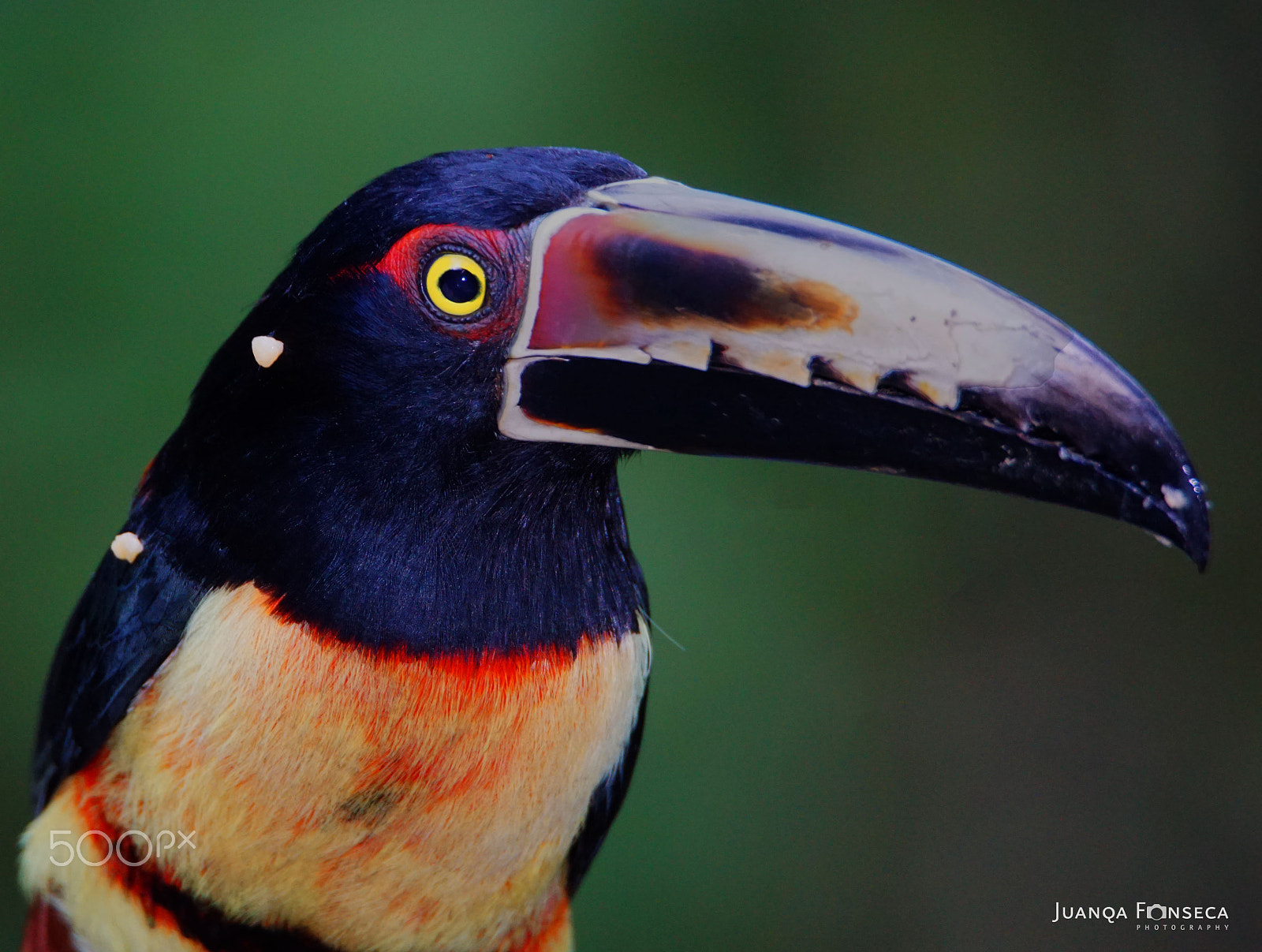 Sony ILCA-77M2 sample photo. Collared aracari photography