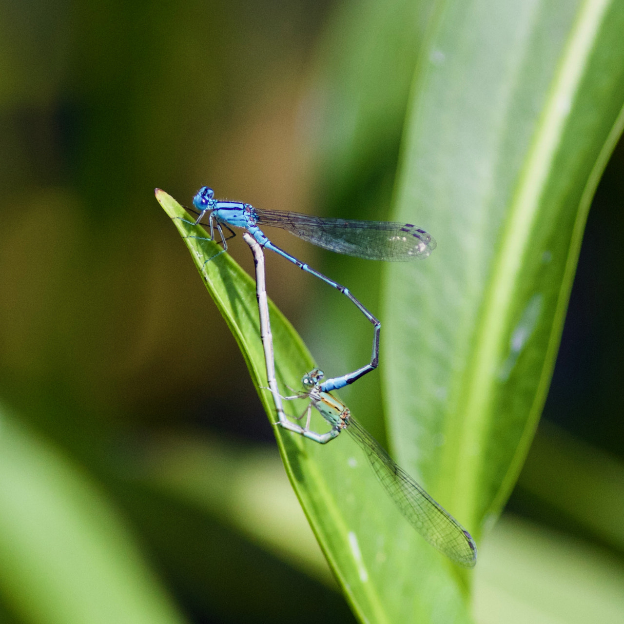 Canon EOS 60D + Canon EF 200mm F2.8L II USM sample photo. Making more dragonflies photography