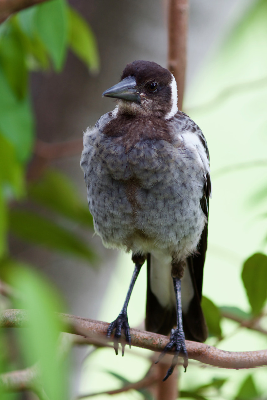 Canon EOS 60D + Canon EF 200mm F2.8L II USM sample photo. Young magpie-lark photography