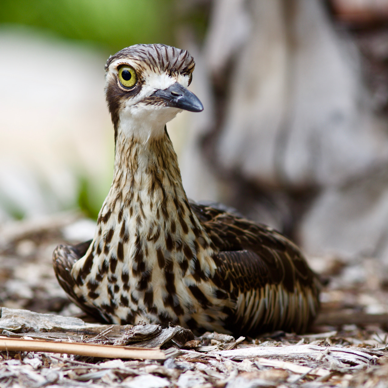 Canon EOS 60D + Canon EF 200mm F2.8L II USM sample photo. Bush stone curlew photography