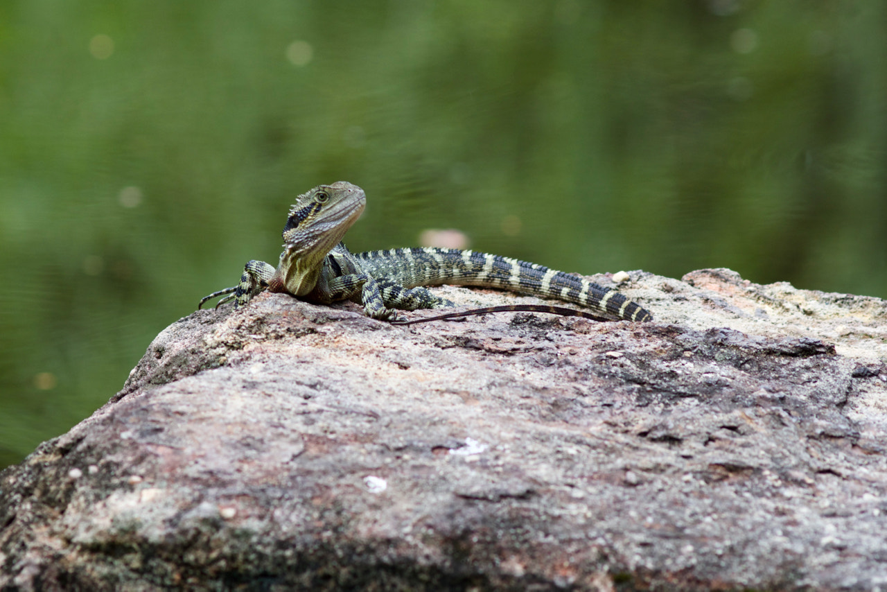 Canon EOS 60D + Canon EF 200mm F2.8L II USM sample photo. Young eastern water dragon photography
