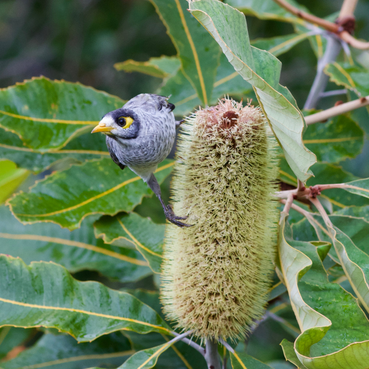 Canon EOS 60D + Canon EF 200mm F2.8L II USM sample photo. Noisy miner on wattle photography