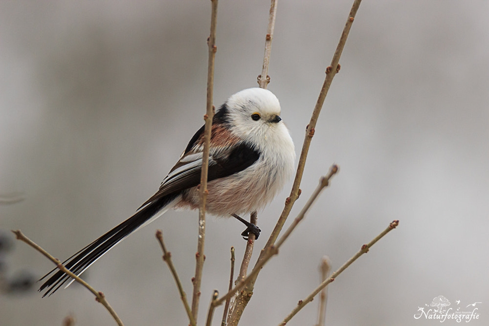 Tamron SP 150-600mm F5-6.3 Di VC USD sample photo. Schwanzmeise photography