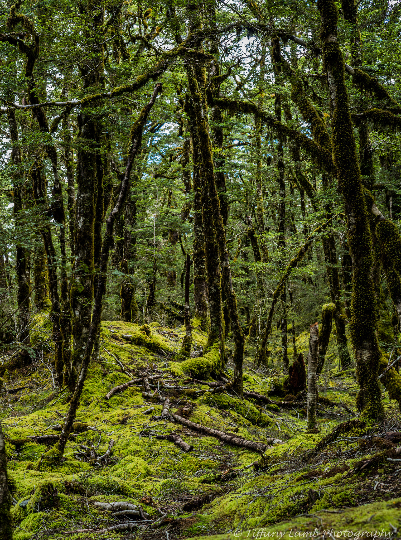 Sony a99 II sample photo. Haast pass greenery photography