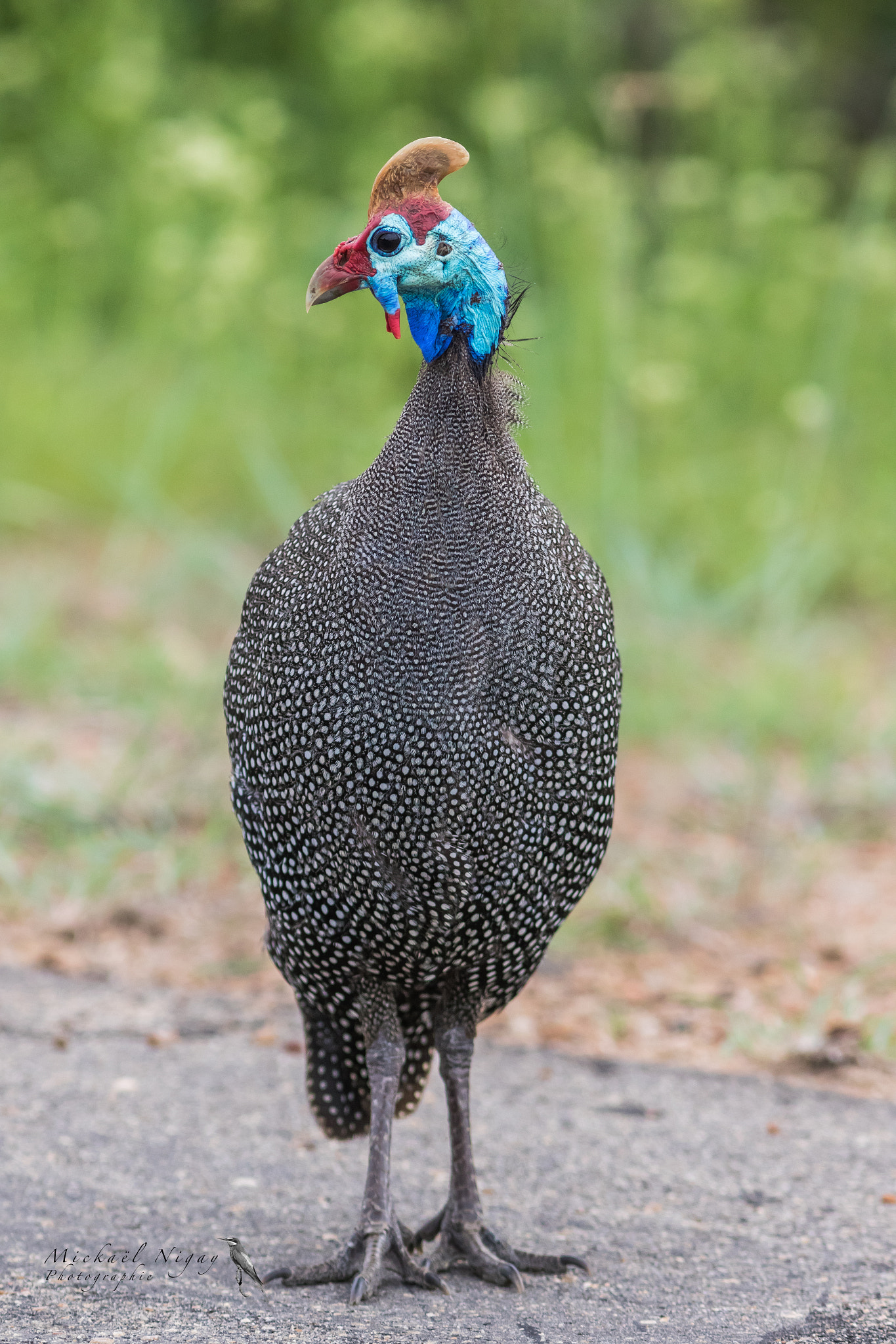 Canon EF 300mm F4L IS USM sample photo. Pintade de numidie photography