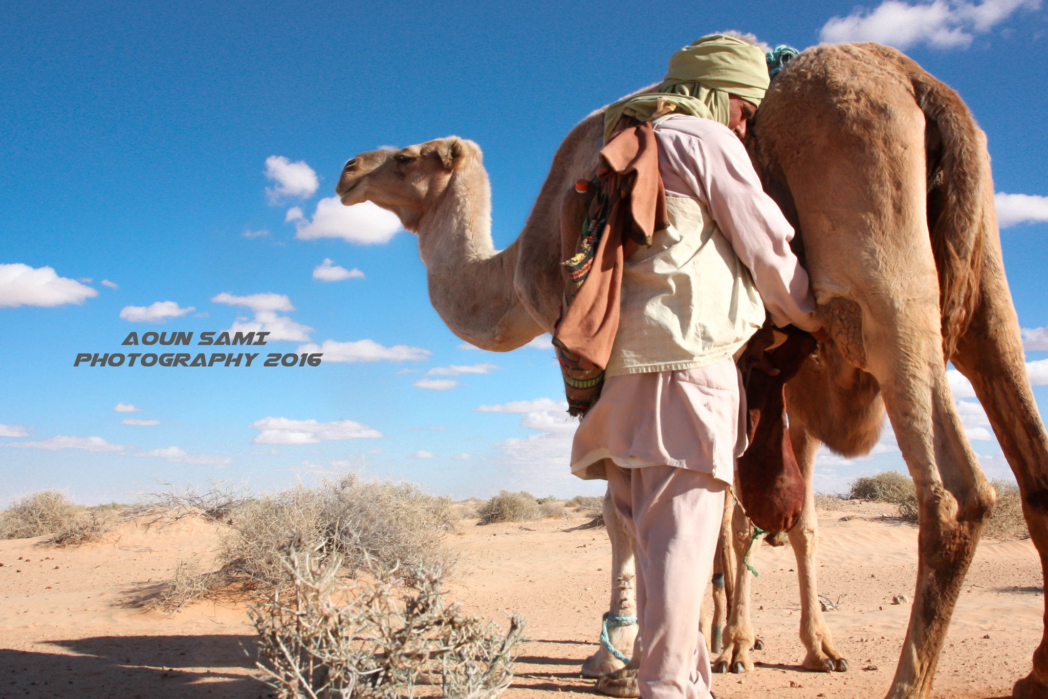 Sigma 18-200mm f/3.5-6.3 DC OS sample photo. Camel ship of the desert photography