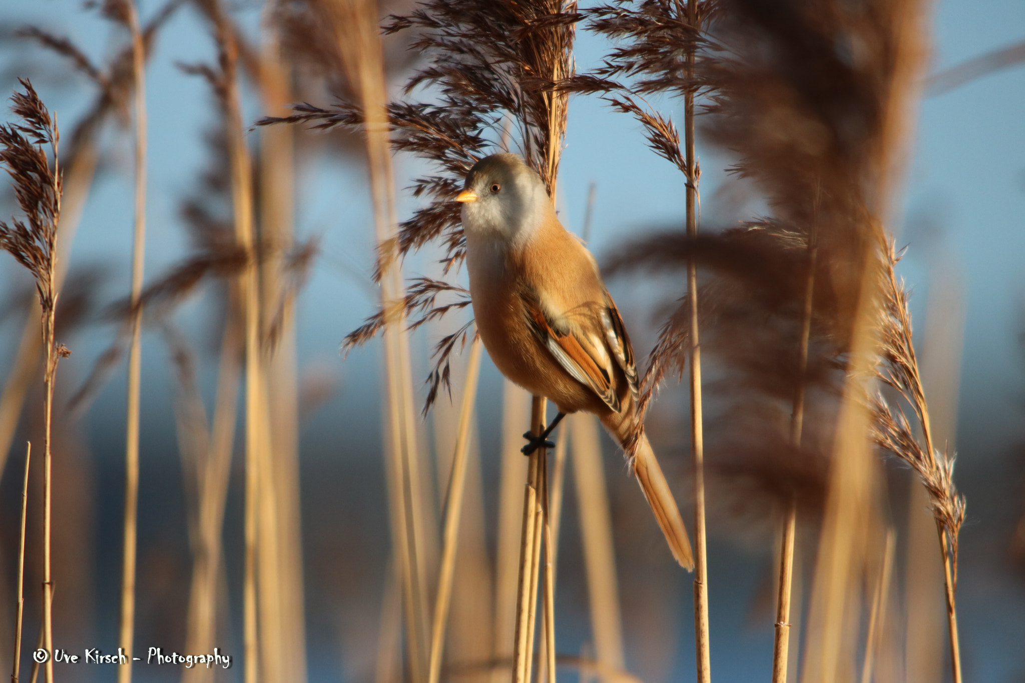 Sigma 150-500mm F5-6.3 DG OS HSM sample photo. Bearded reedling (panurus biarmicus female) photography