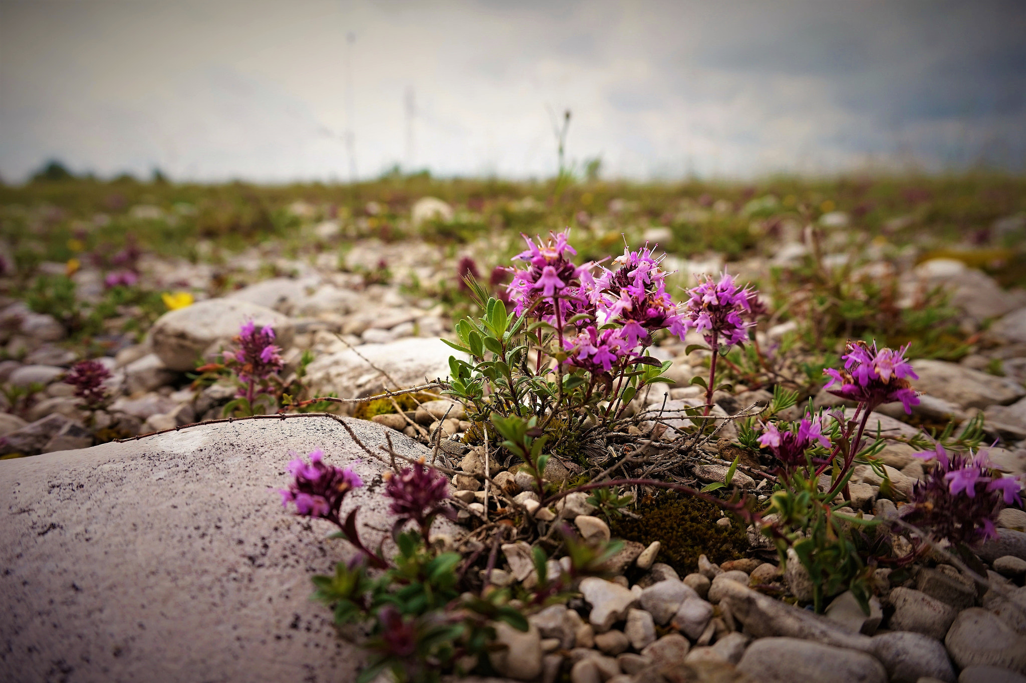 Sony E 16-50mm F3.5-5.6 PZ OSS sample photo. Magredi cellina meduna photography