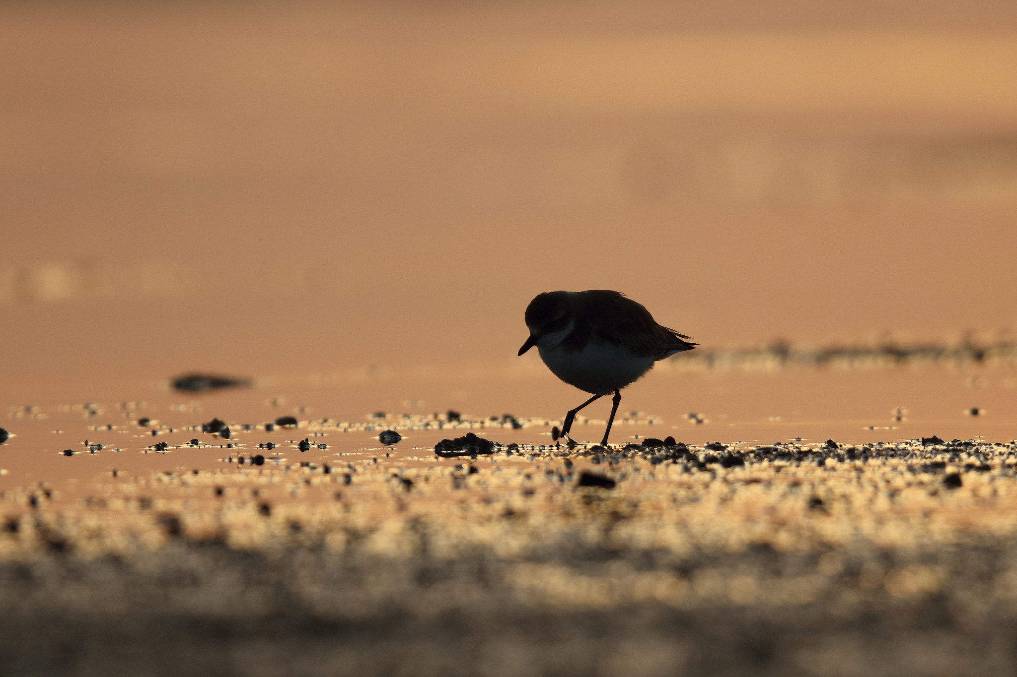 Canon EF 400mm F2.8L IS II USM sample photo. Lesser sand plover at sunset photography