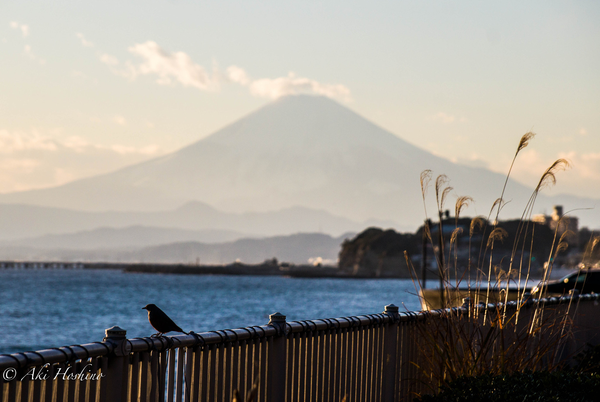 Sony DT 18-135mm F3.5-5.6 SAM sample photo. A bird in winter air photography