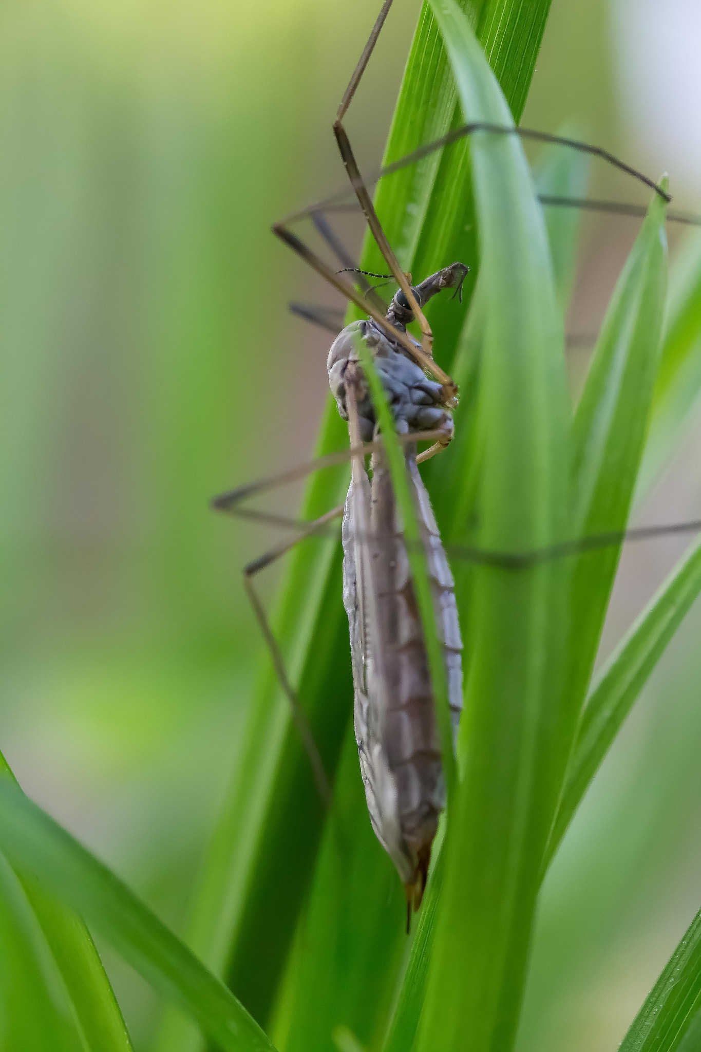 Canon EOS 6D + Sigma 105mm F2.8 EX DG Macro sample photo