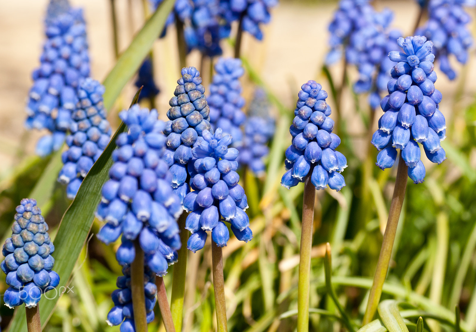 Nikon D300S sample photo. Perlehyacinth (muscari) photography