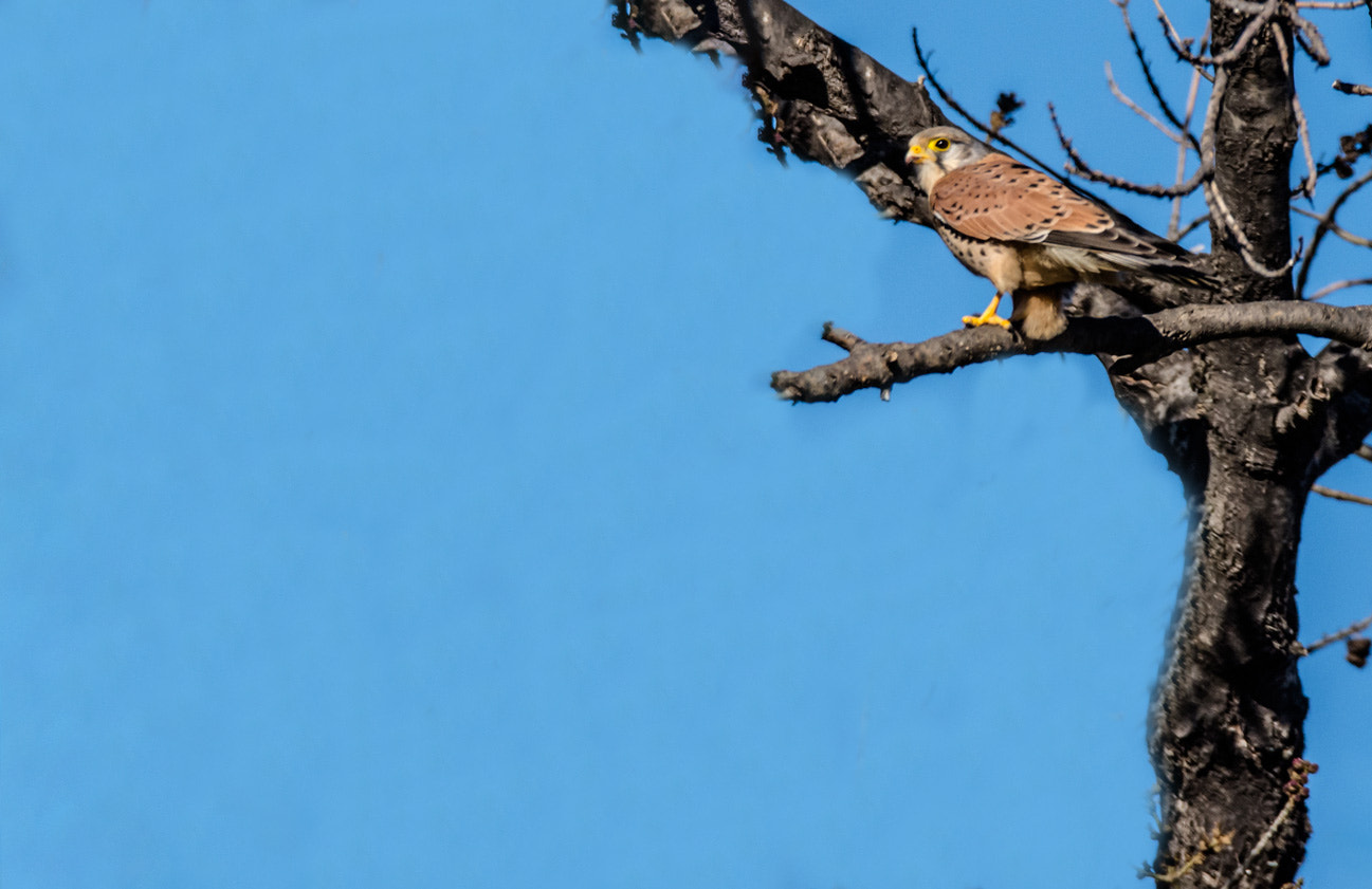 Sigma 150-600mm F5-6.3 DG OS HSM | S sample photo. Faucon crecerelle photography